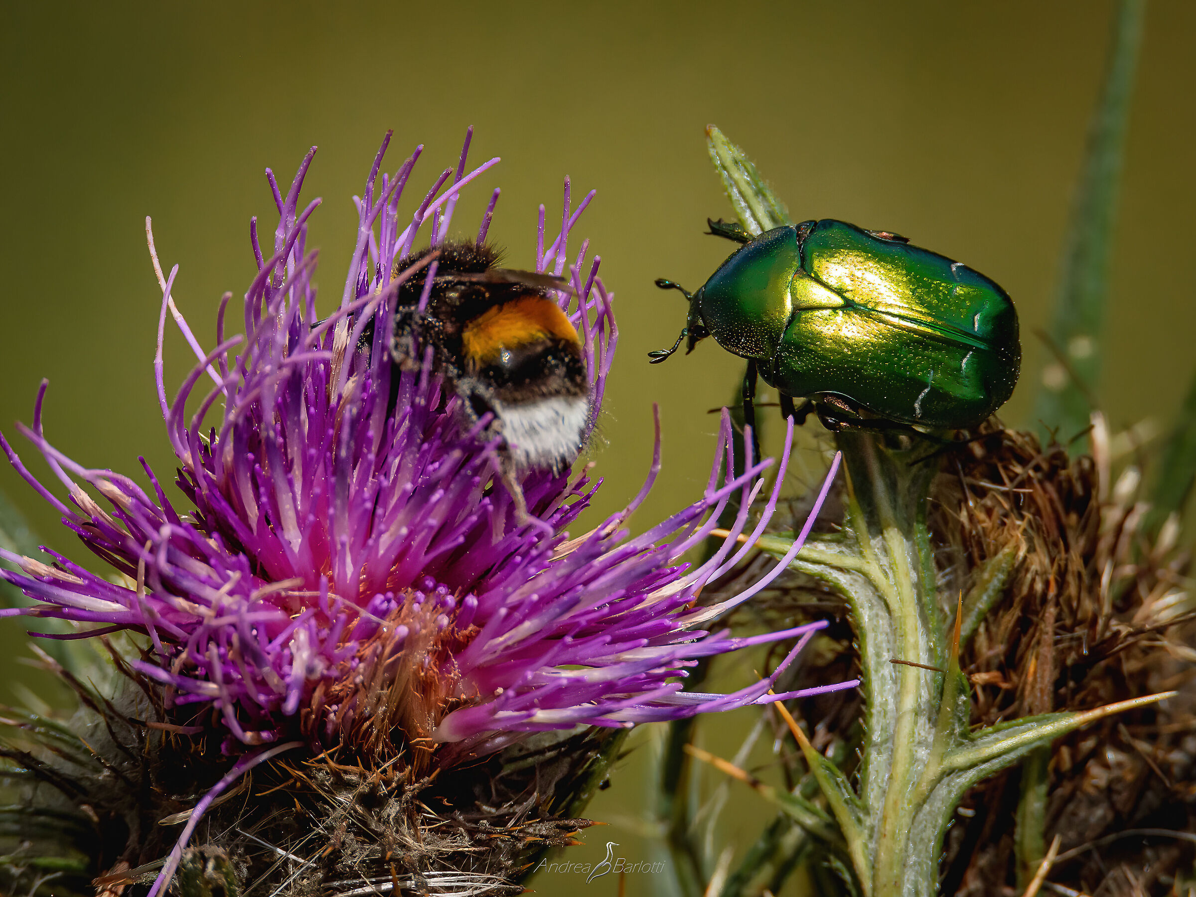 Metallic reflections: Cetonia aurata