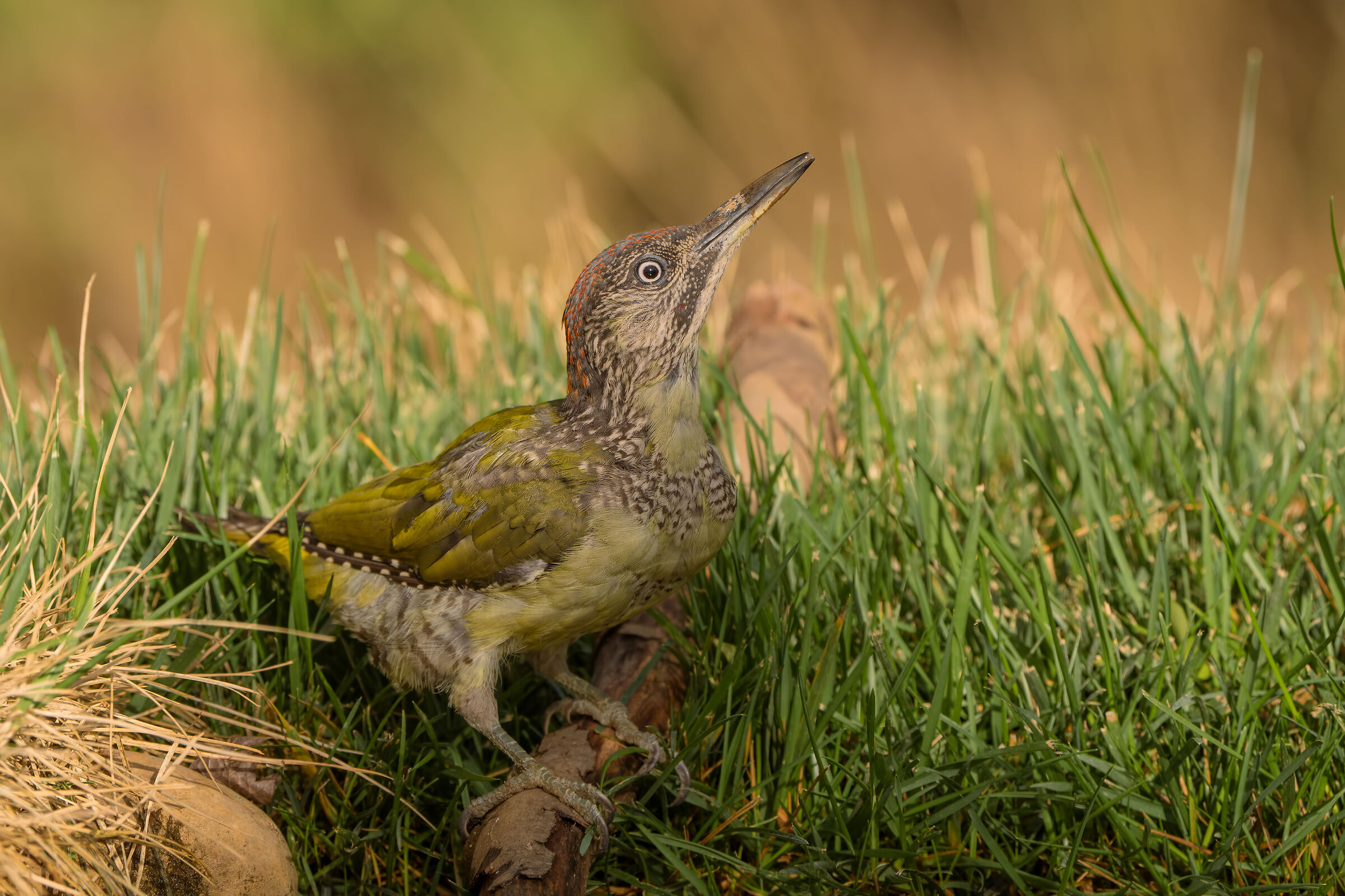 Green woodpecker juv