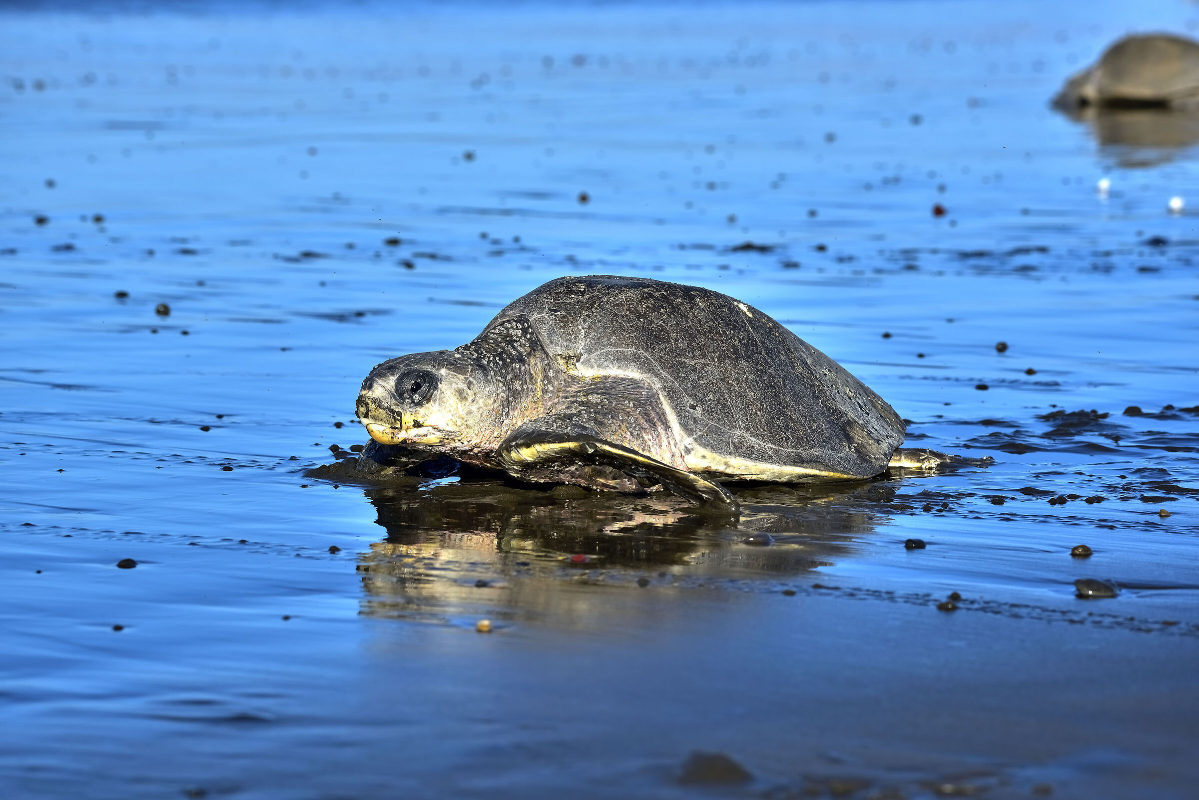 Arriba, arriba..... arribada!