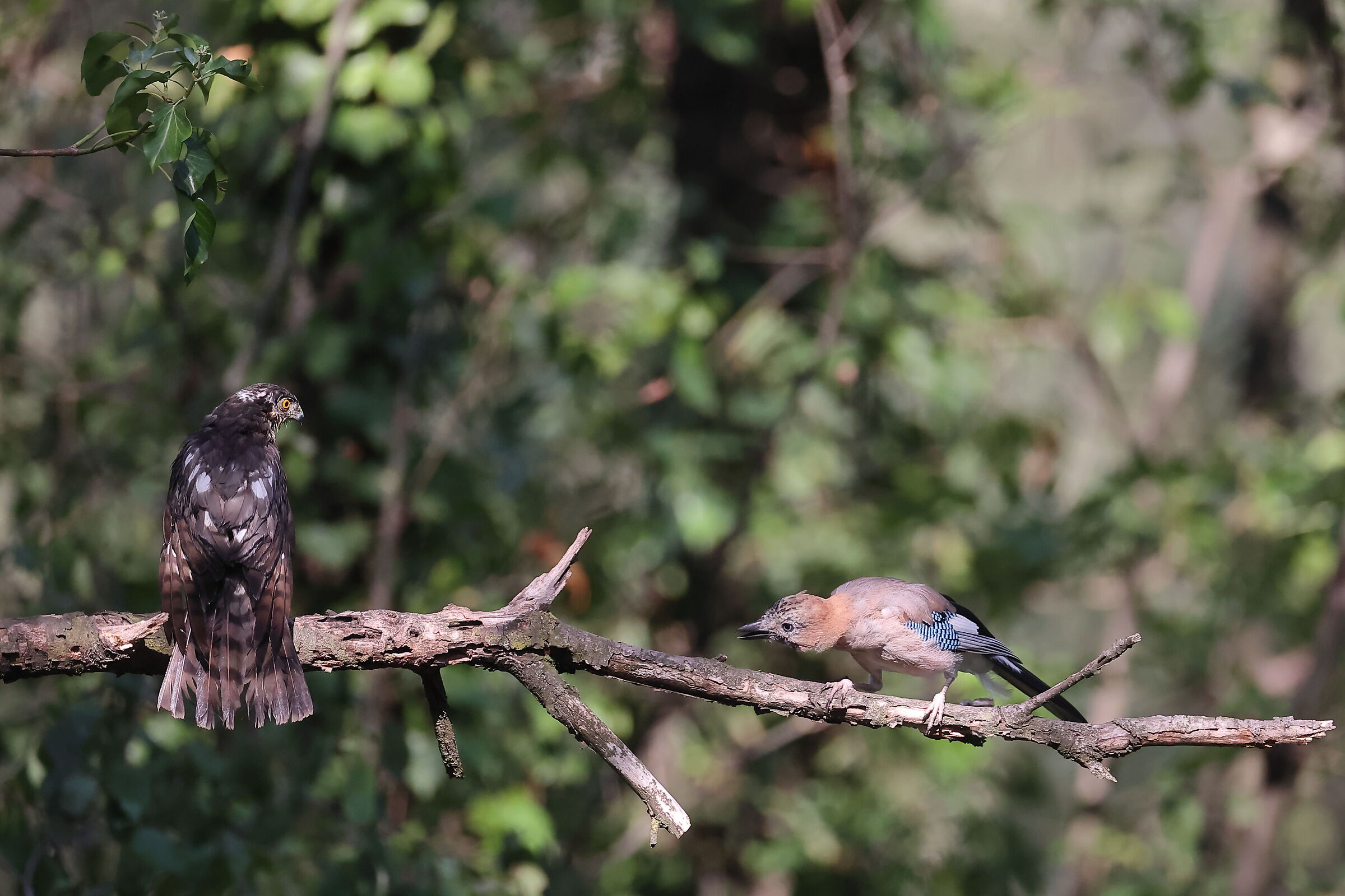 Sparviere vs. Ghiandaia