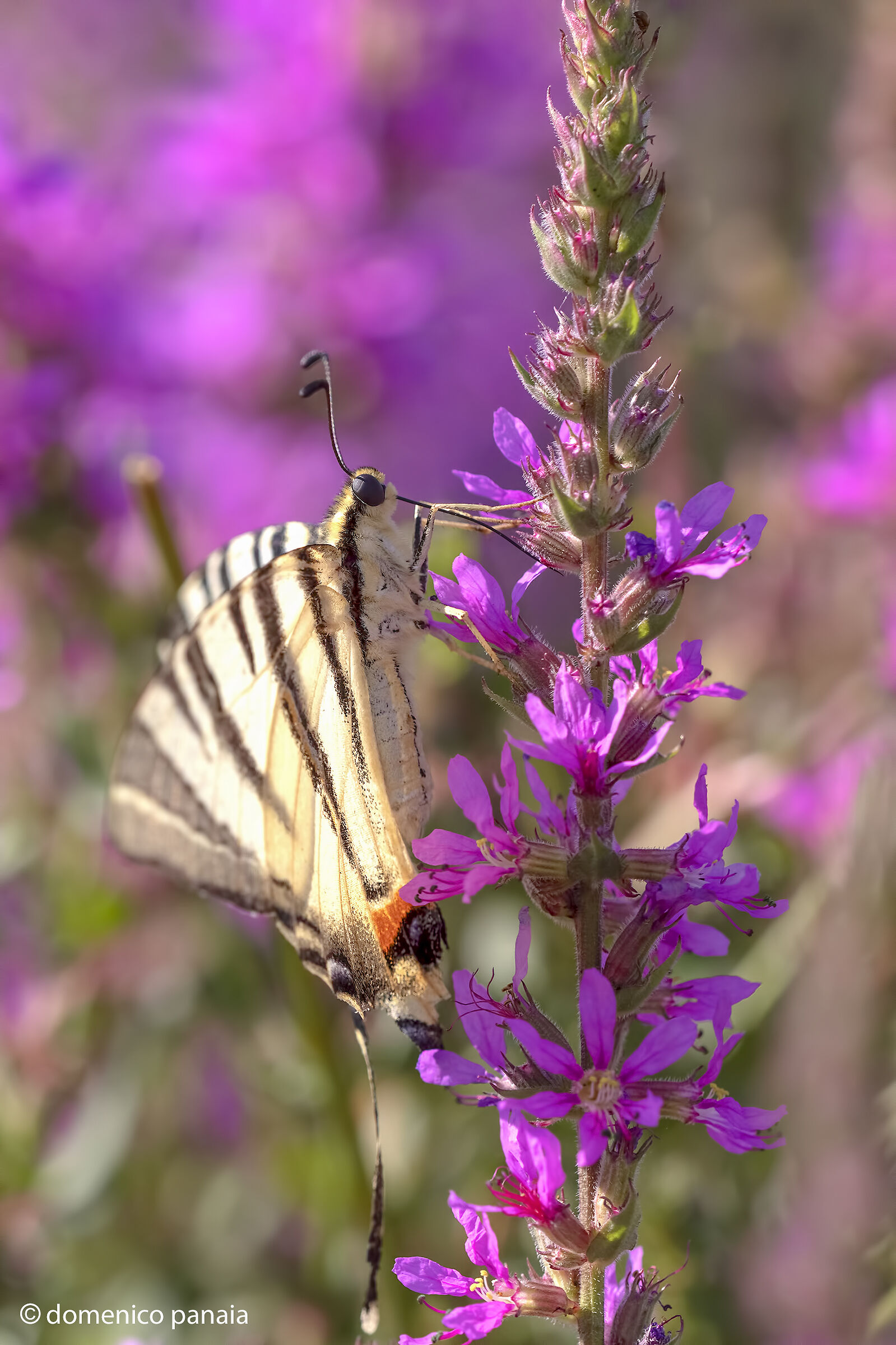 scarce swallowtail