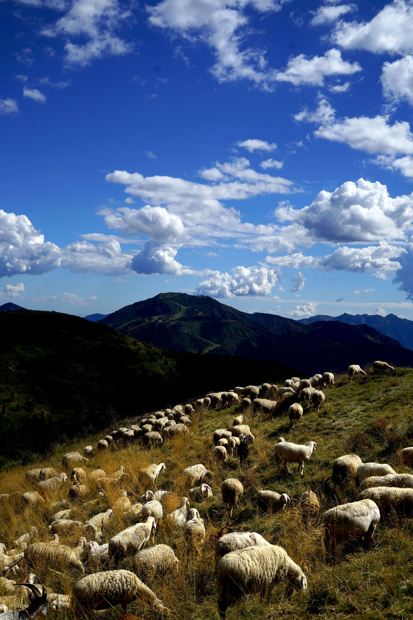 Alpeggi ad alta quota sul Monte Crostis, Alpi Carniche