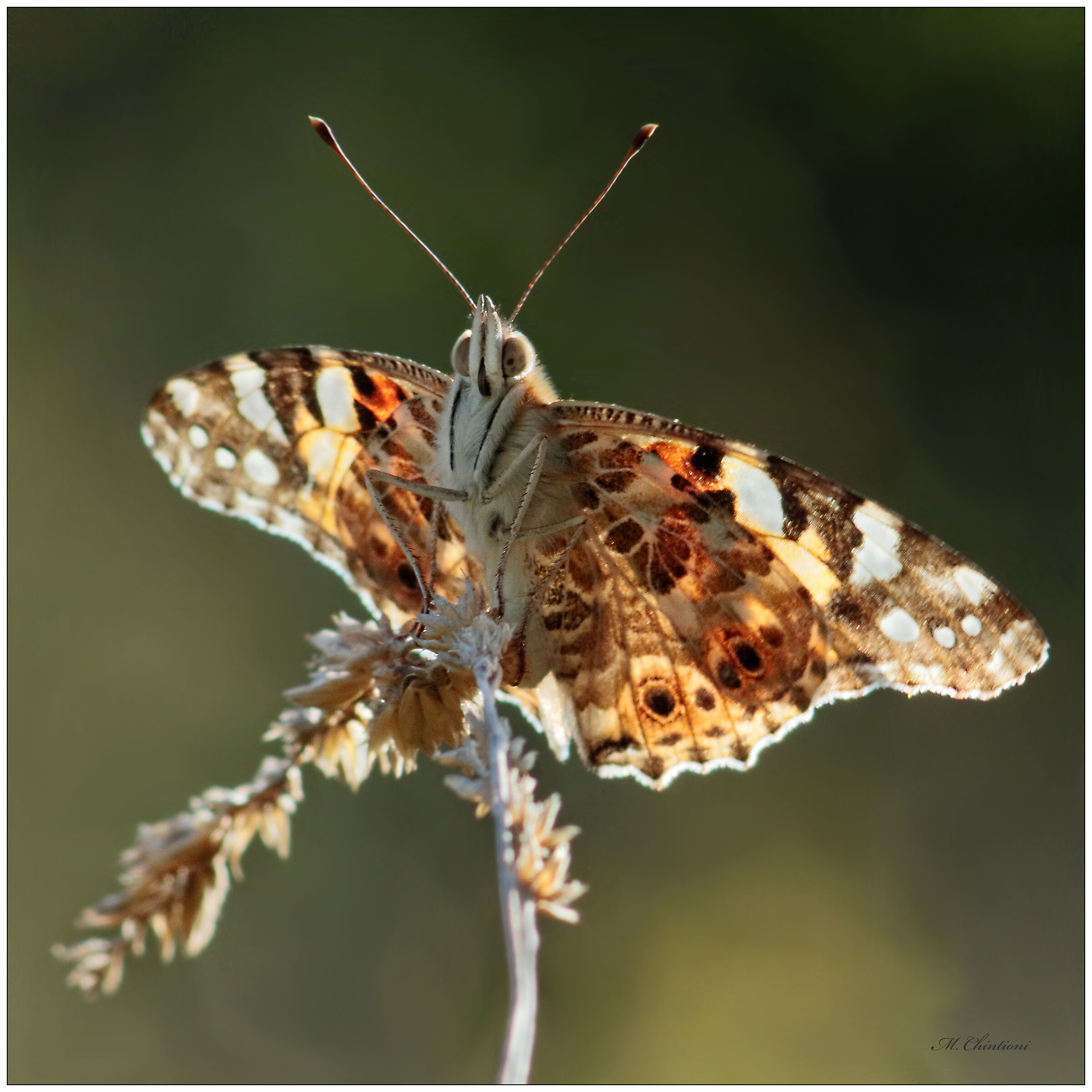 Vanessa Cardui