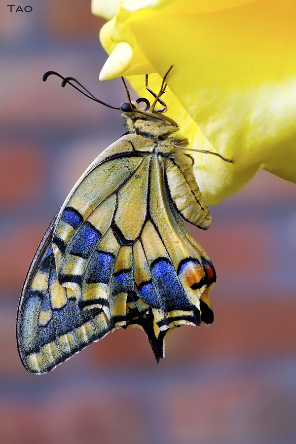 Papilio machaon