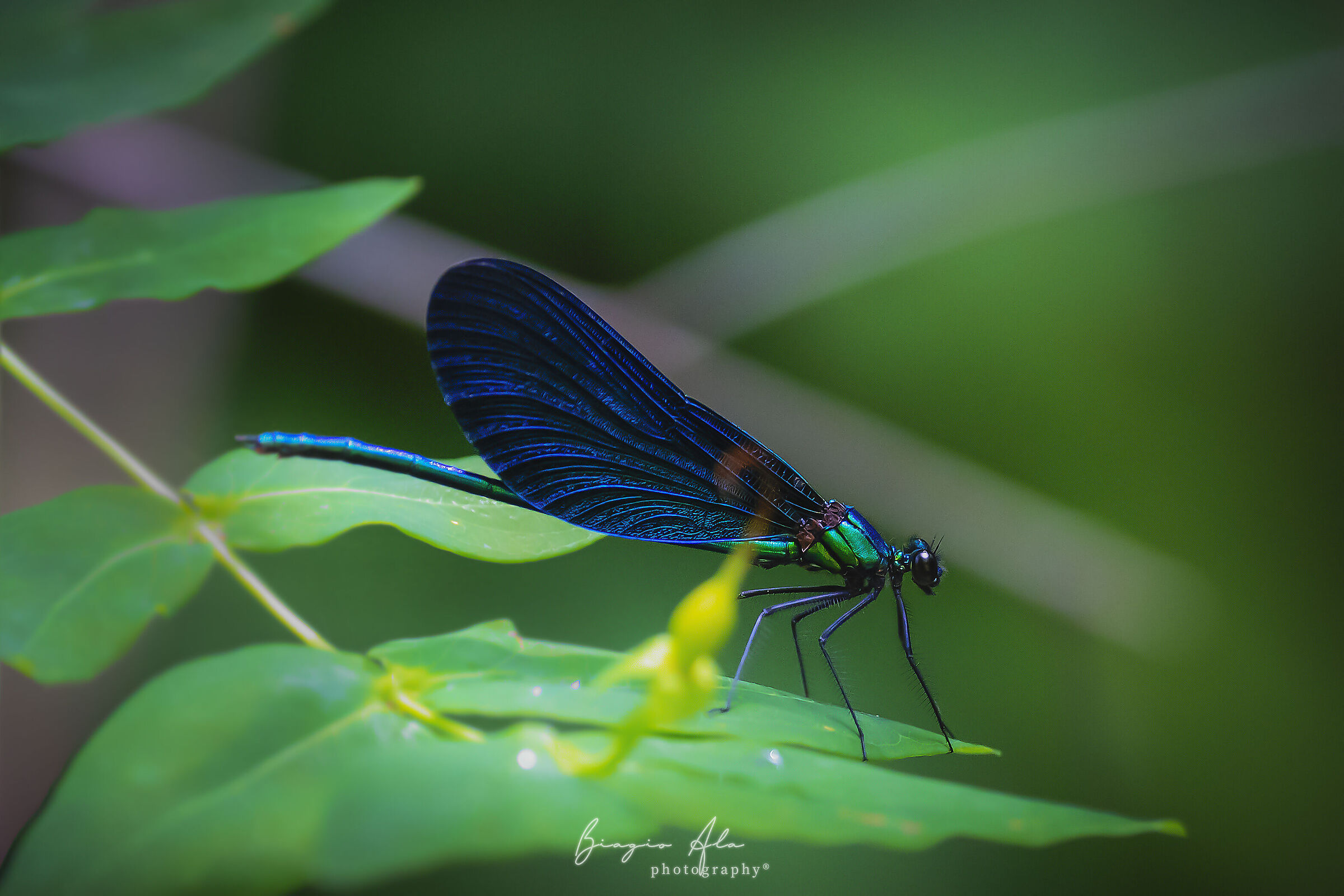 The Blue Dragonfly of San Fele (PZ)