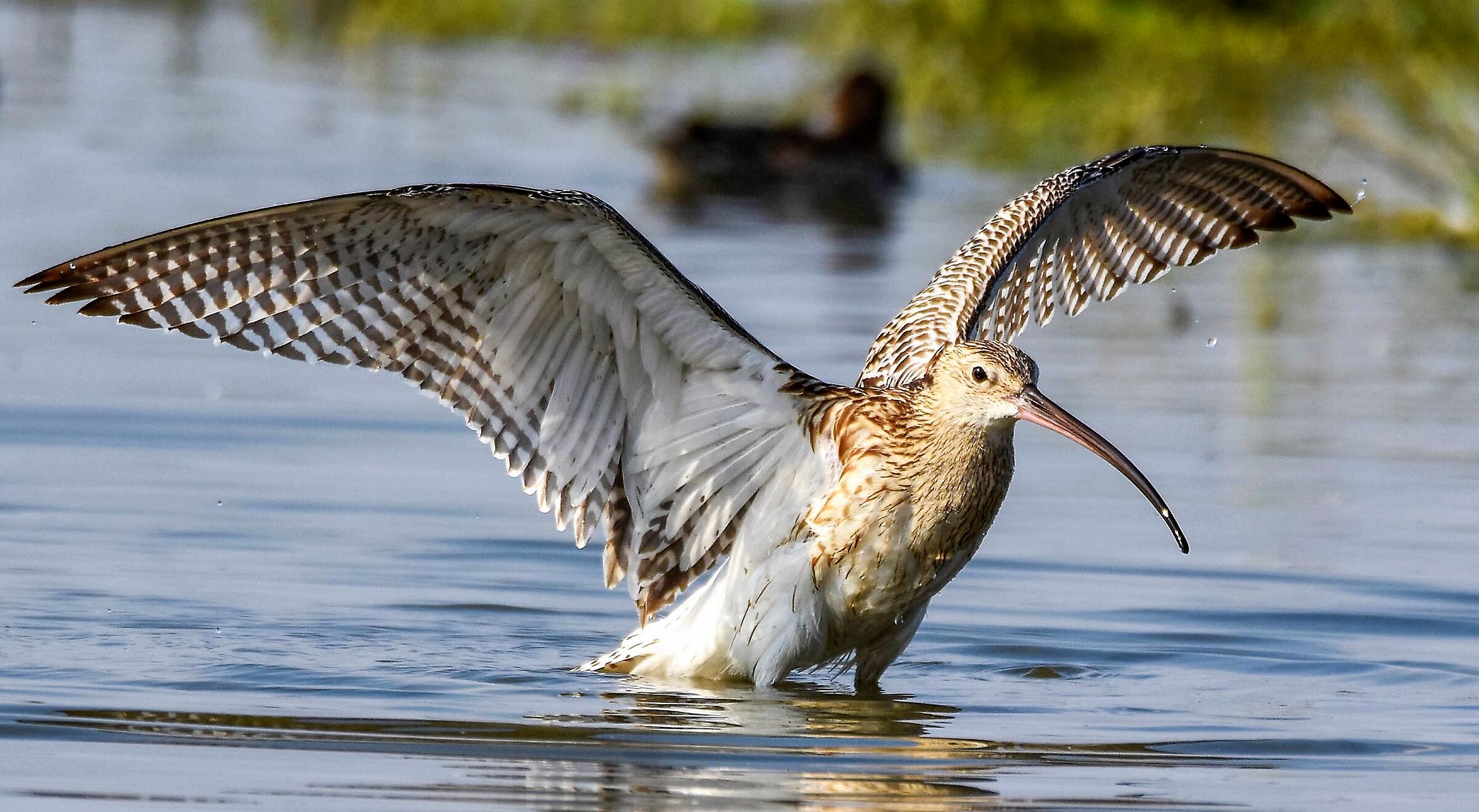Curlew