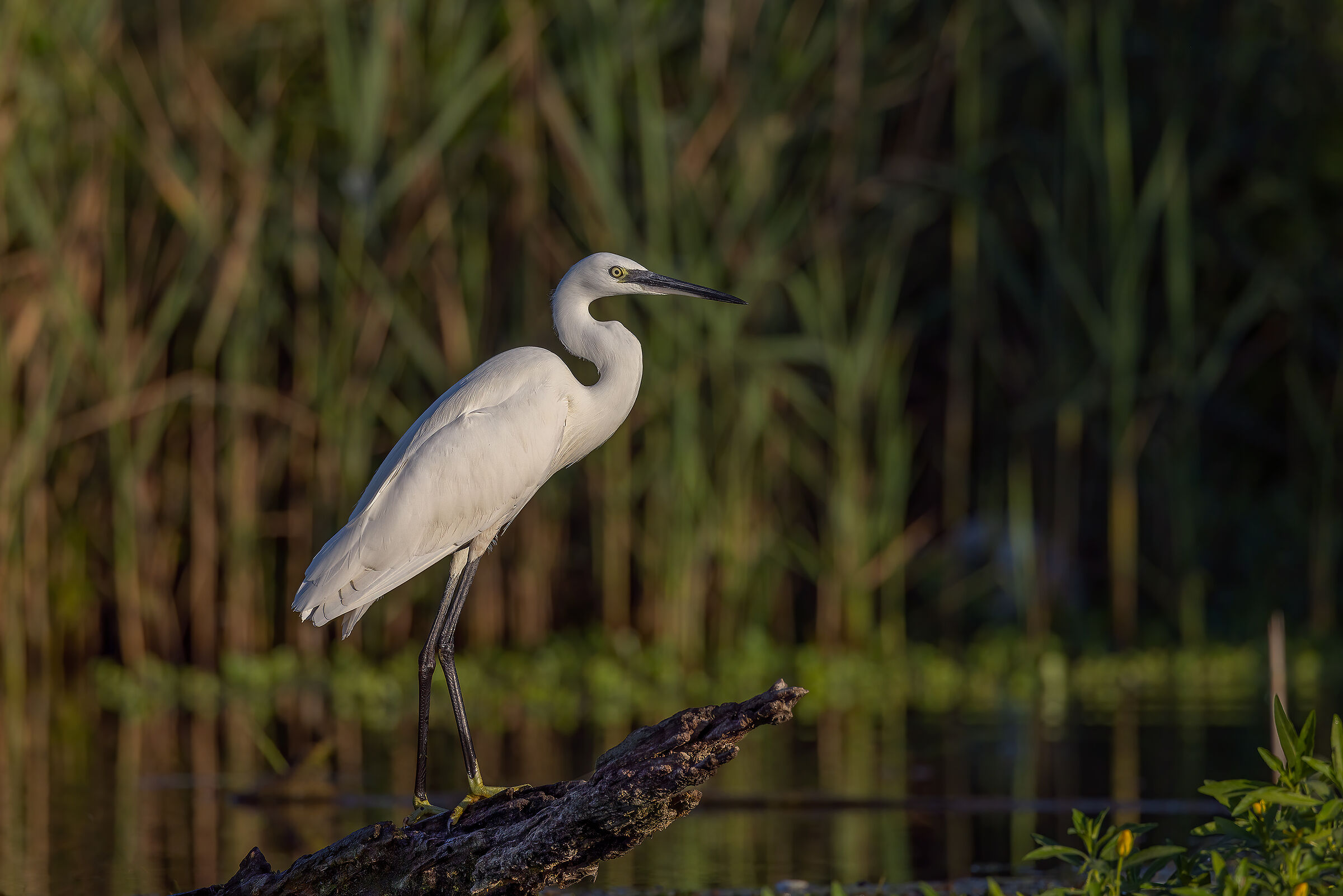 Garzetta (Egretta garzetta)