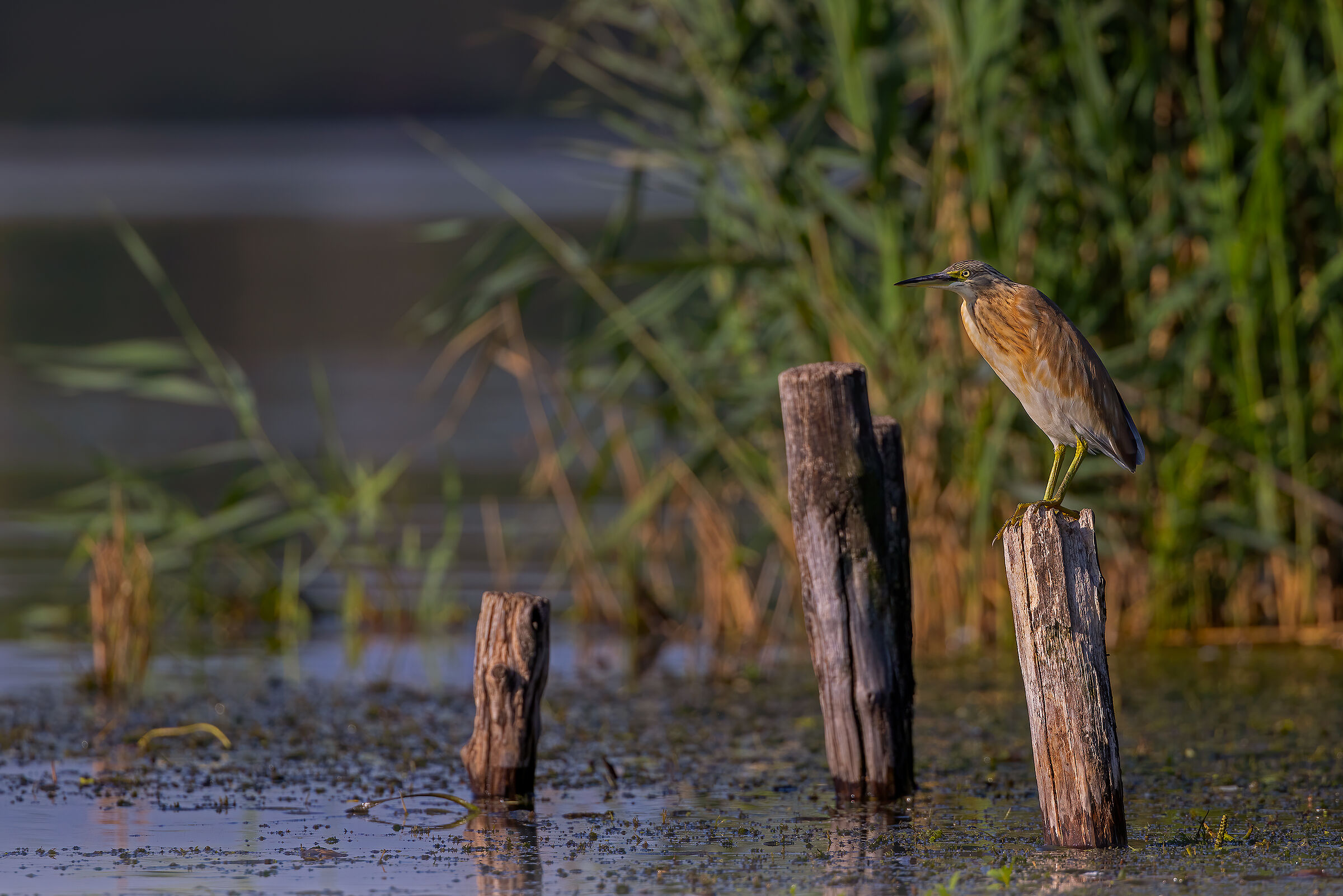 Sgarza ciuffetto ambientata