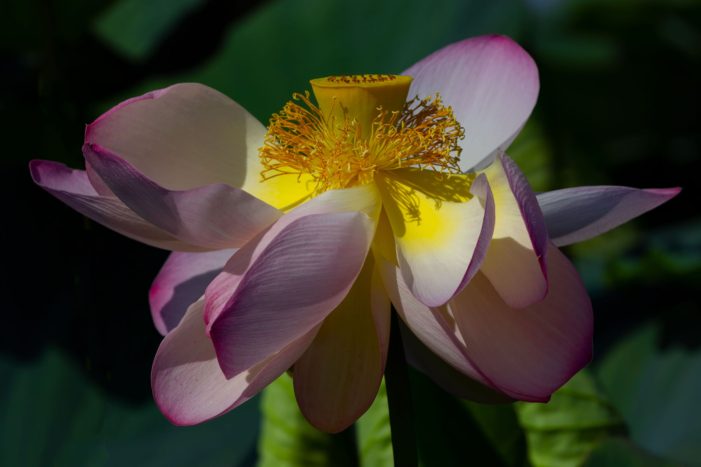 Fiore di loto (Nelumbo nucifera)