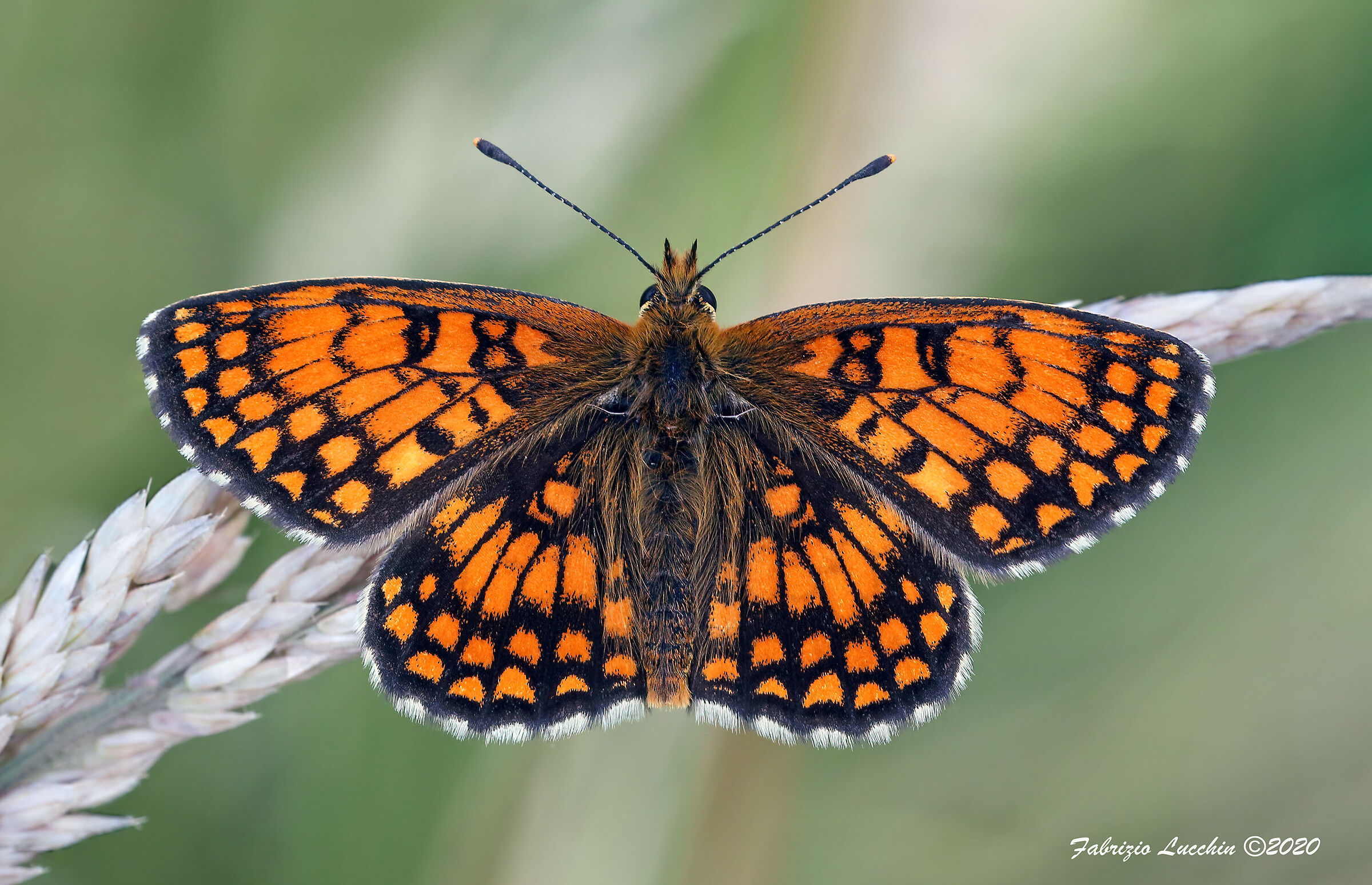 Melitaea Athalia (esemplare maschio)