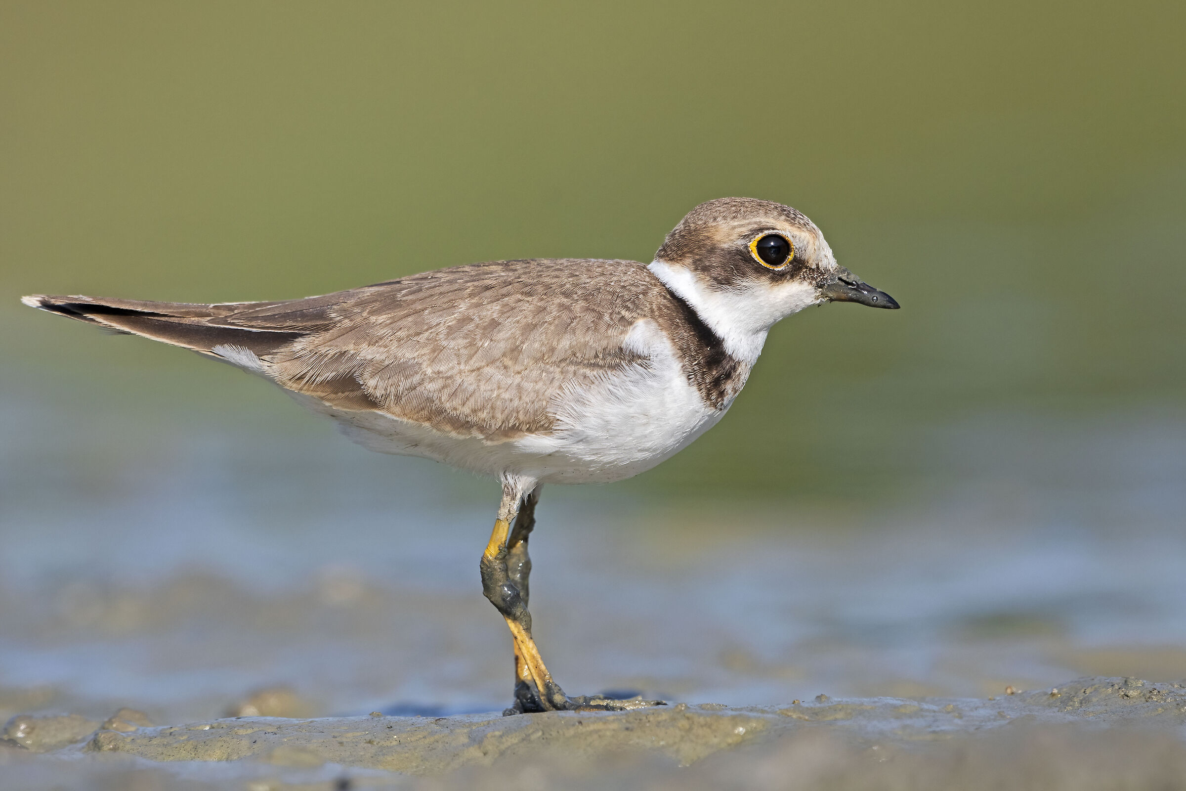 Little ringed plover