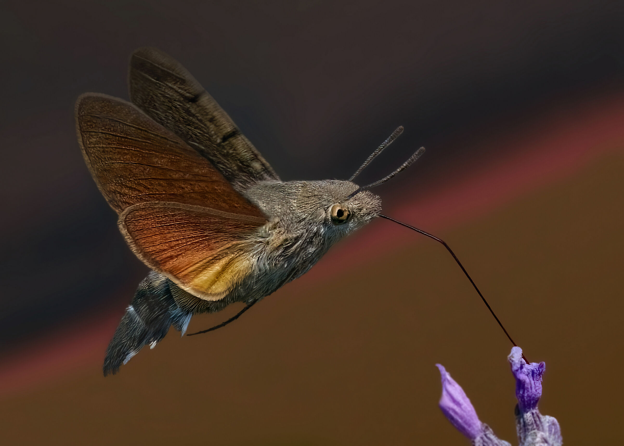 Macroglossum Stellatarum