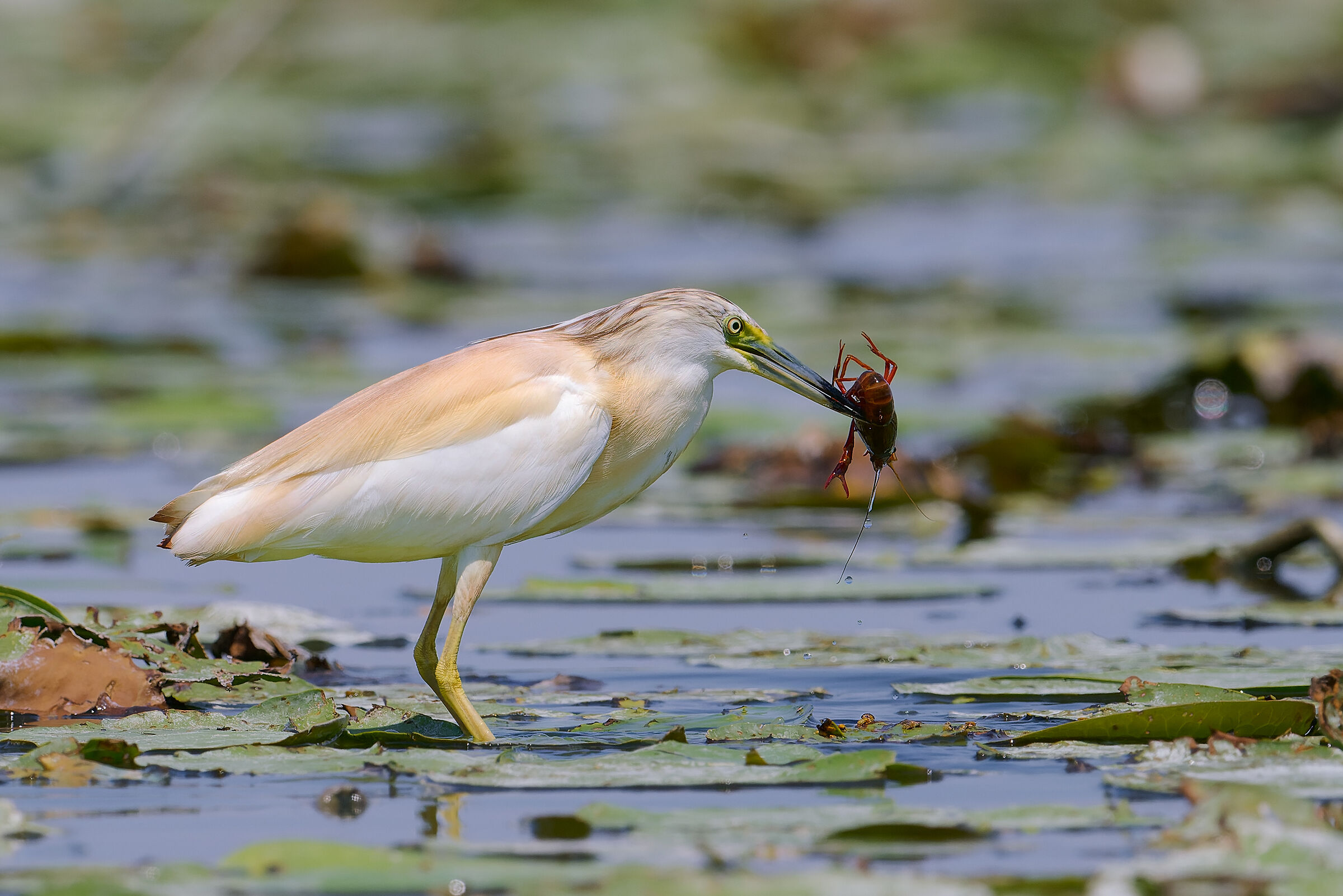 Tufted gauze with shrimp