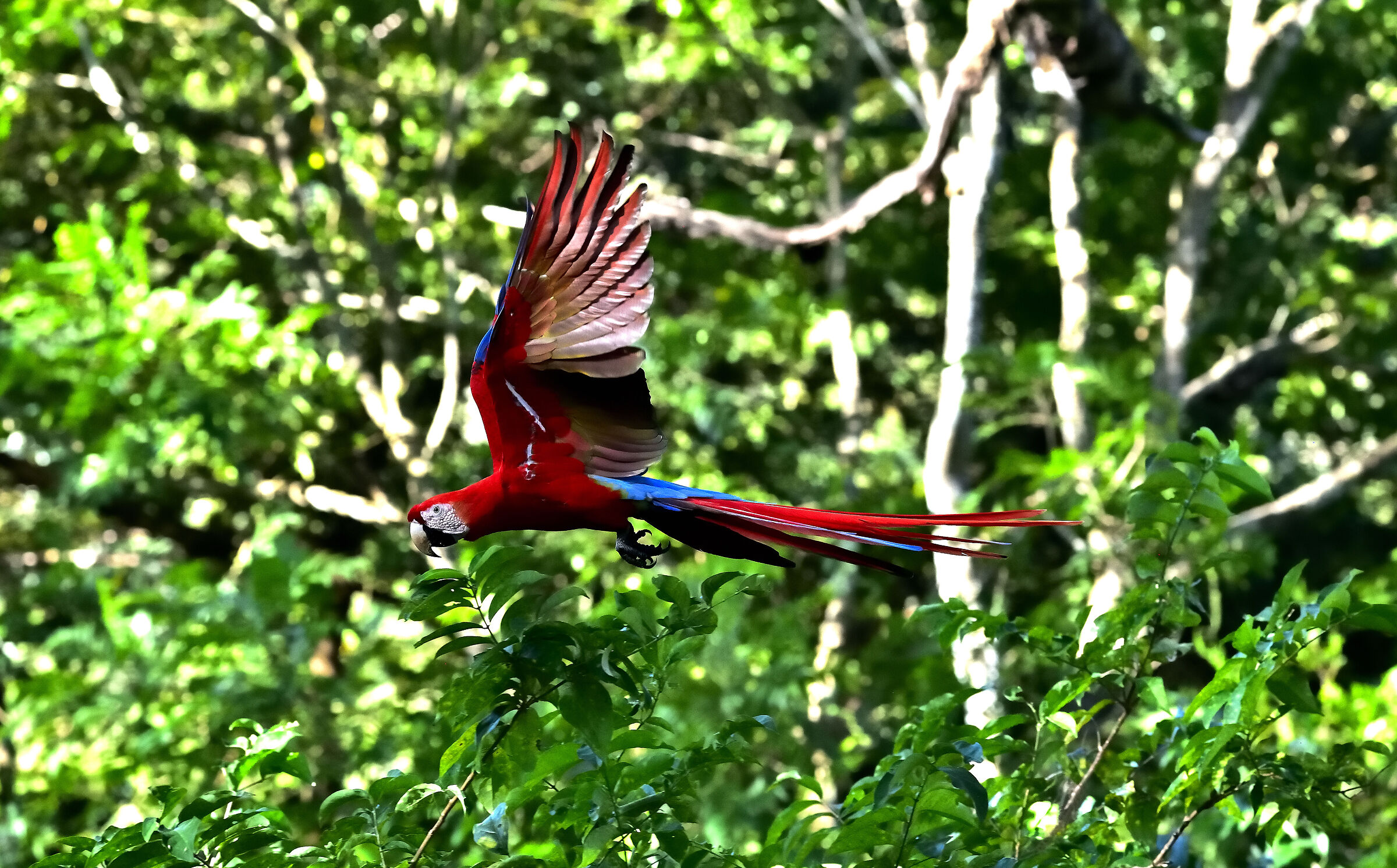 An Ara Scarlet Macaw patrolling the forest