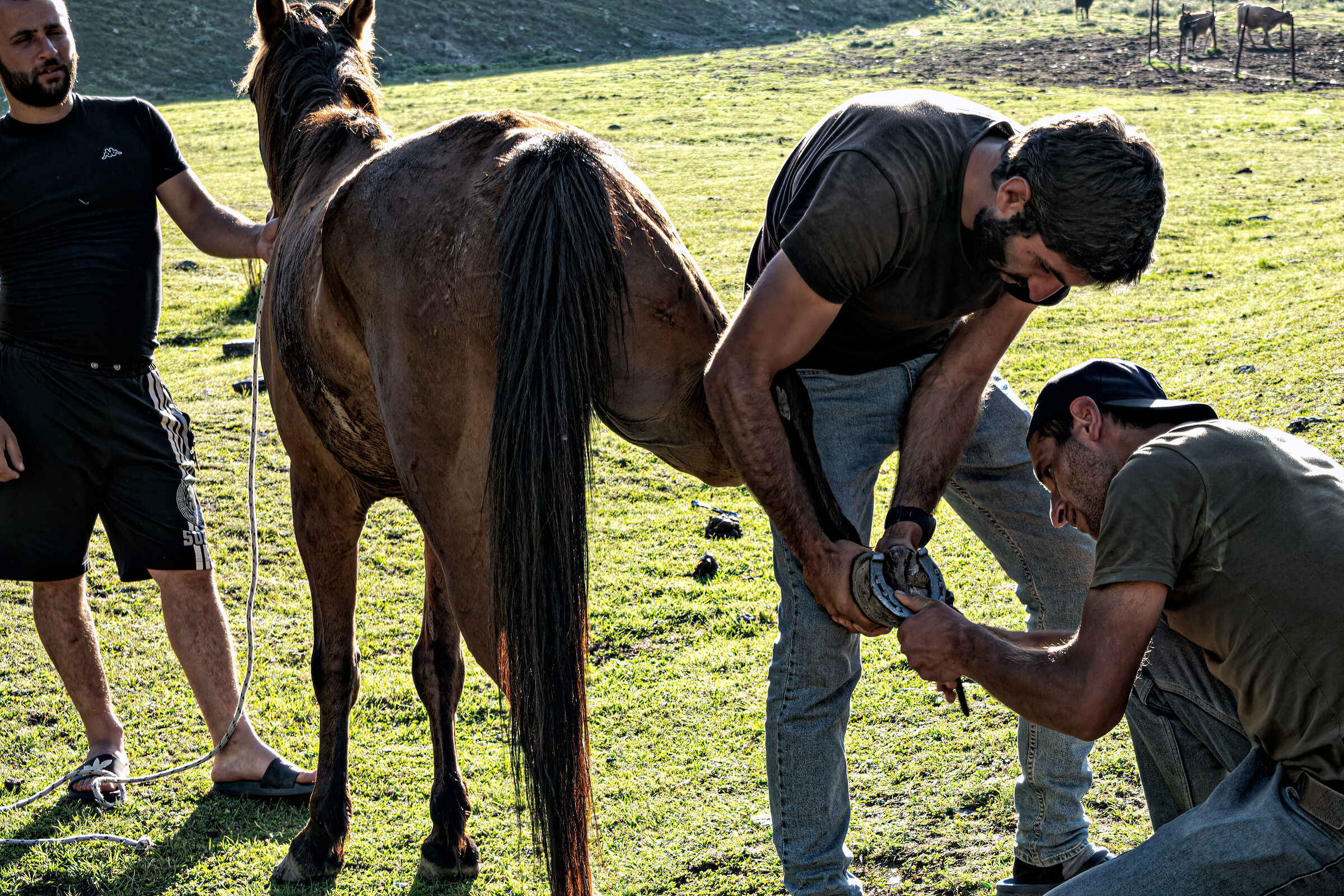 Ferratura del cavallo al Campo di Kvakhidi