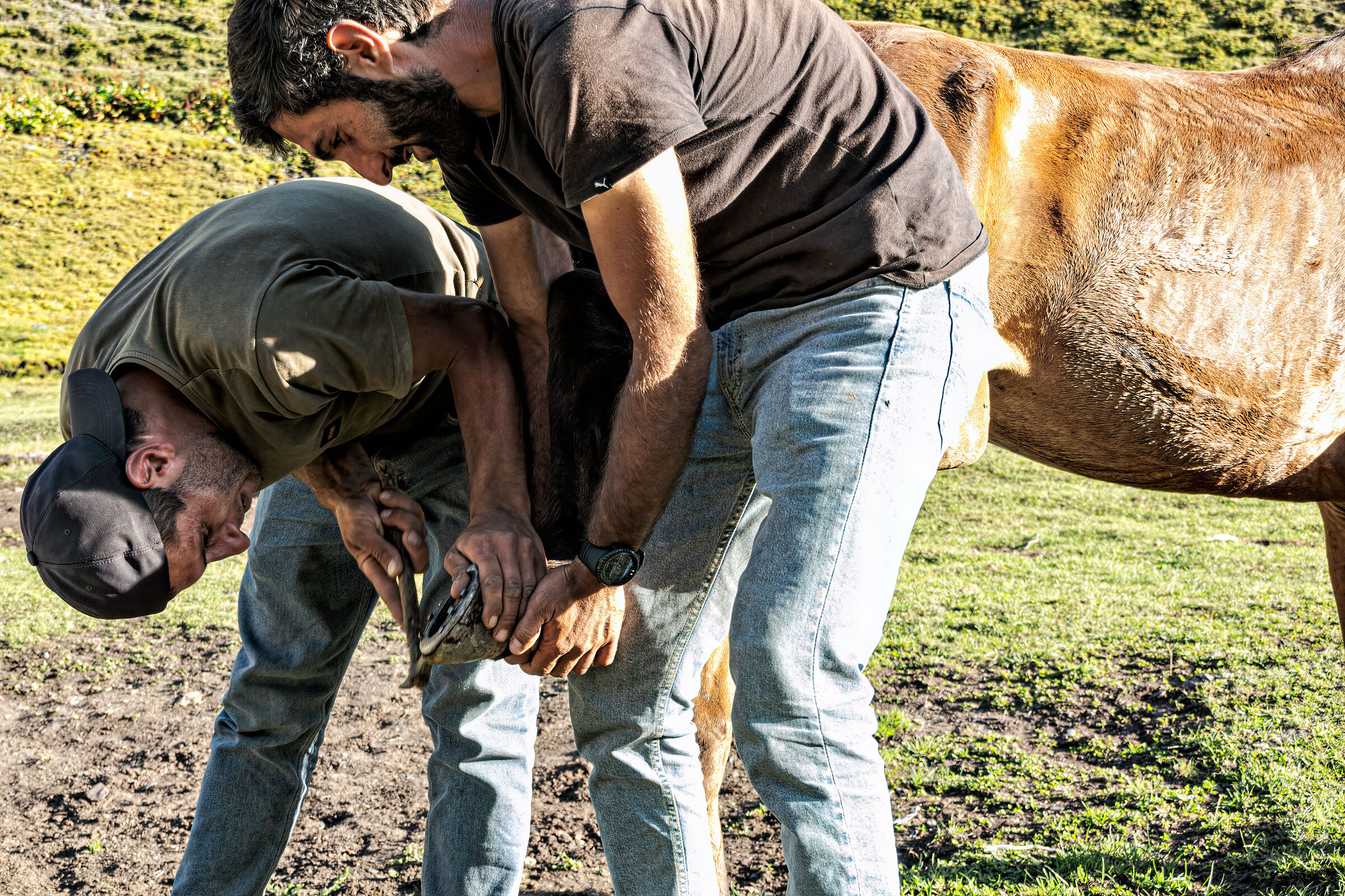 Ferratura del cavallo al Campo di Kvakhidi