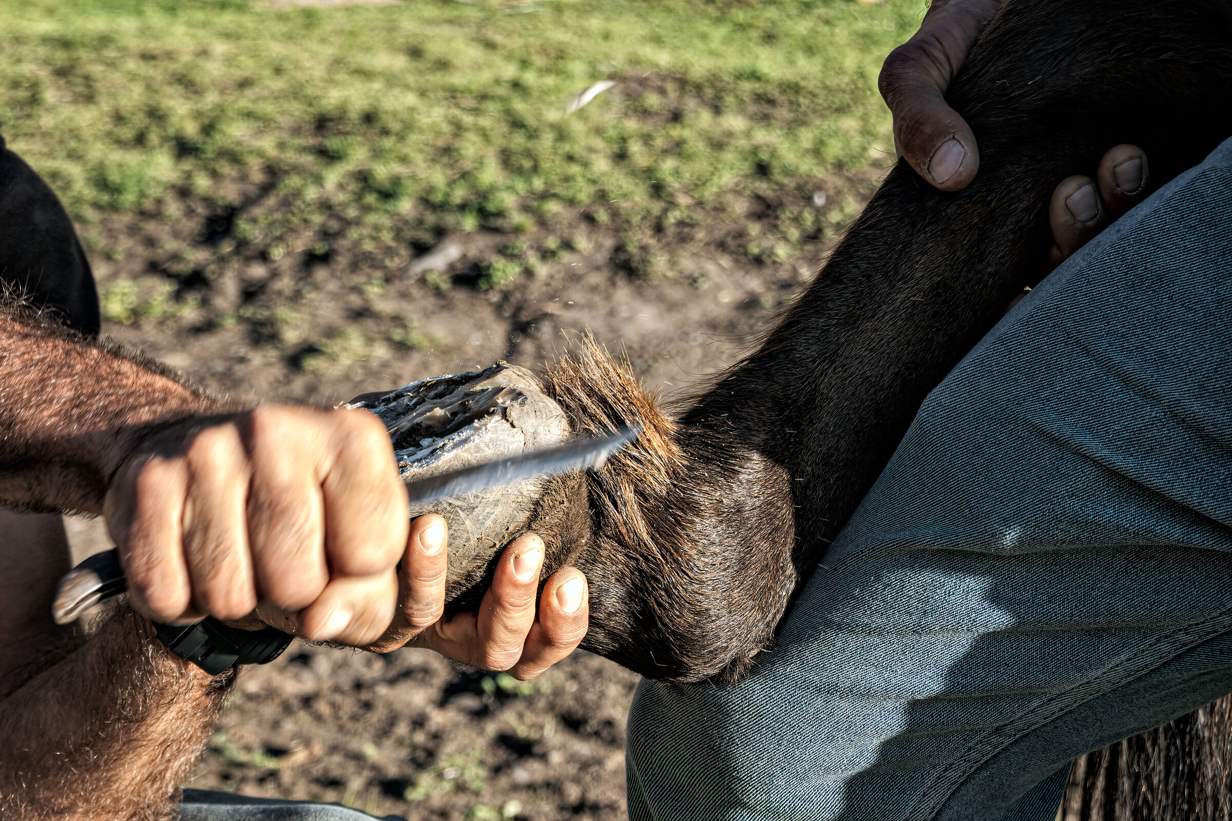 Ferratura del cavallo al Campo di Kvakhidi