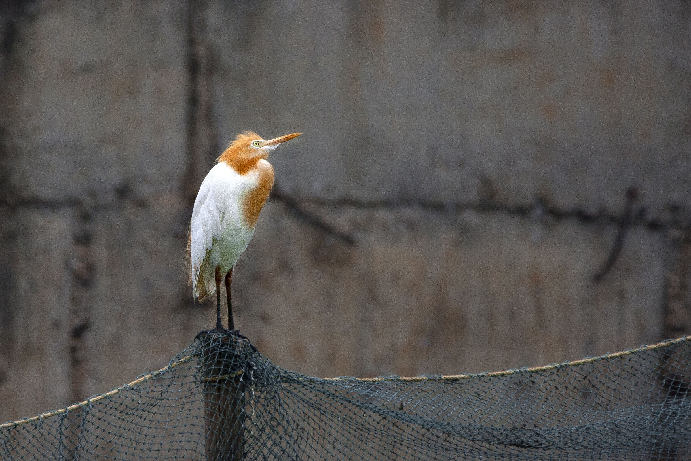The cattle egret in breeding plumage