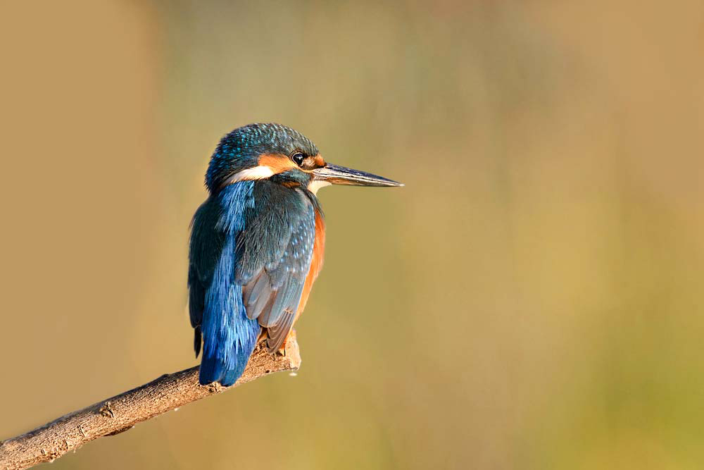 kingfisher