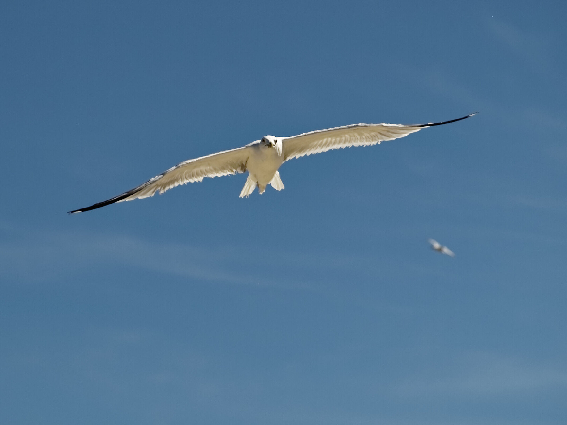 Seagull in flight 1