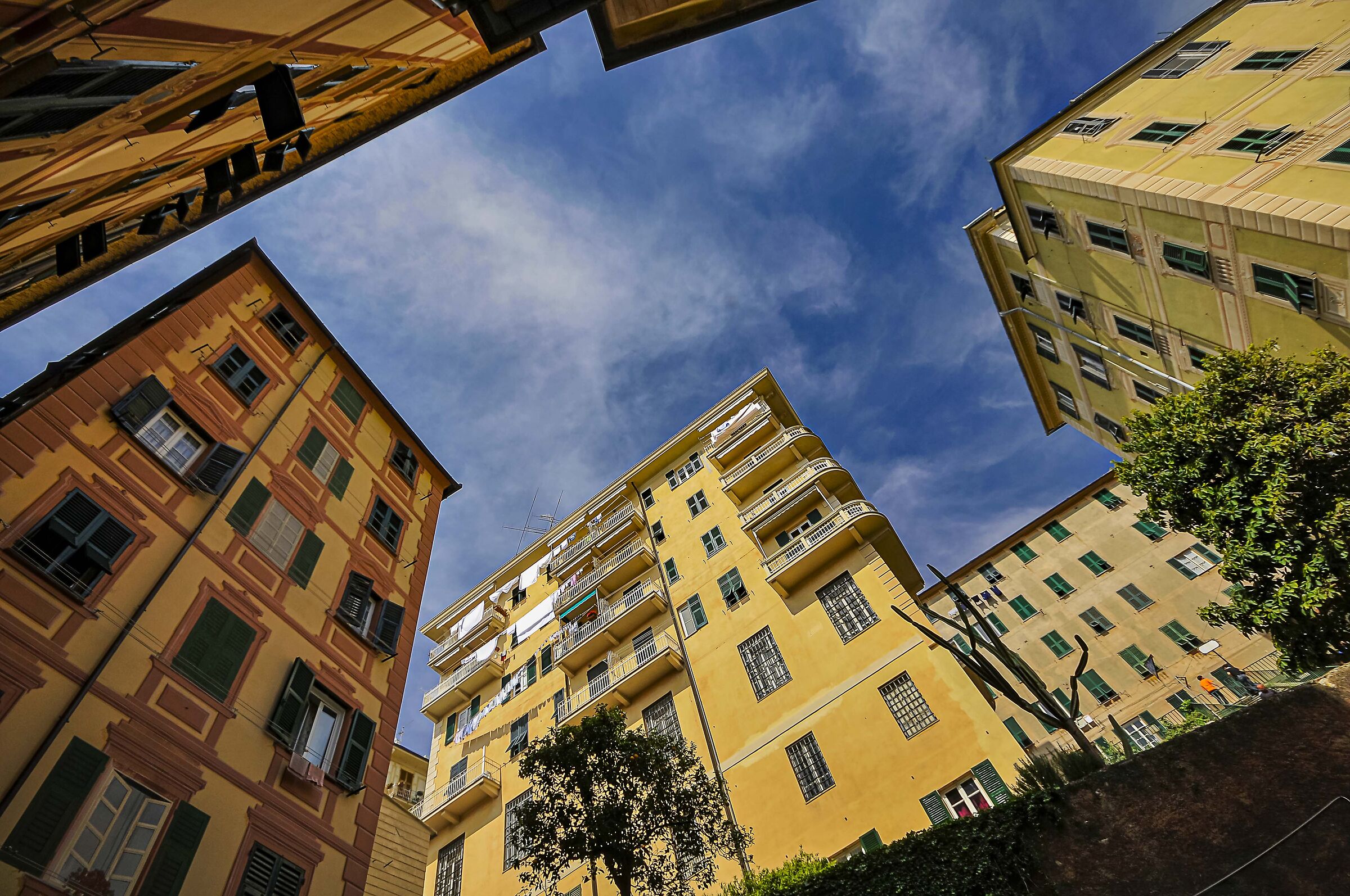 genoa 3