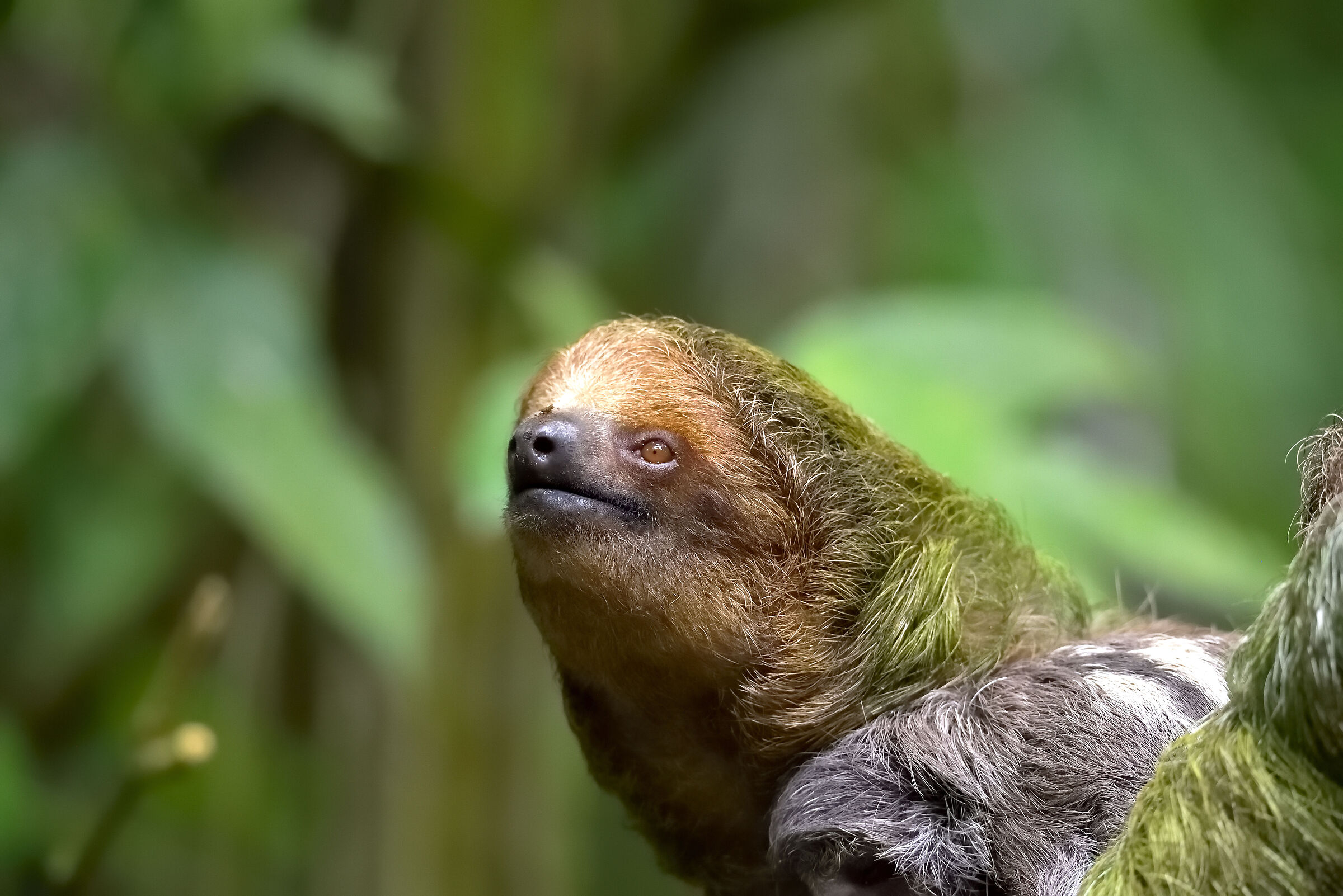 Portrait of three-toed sloth