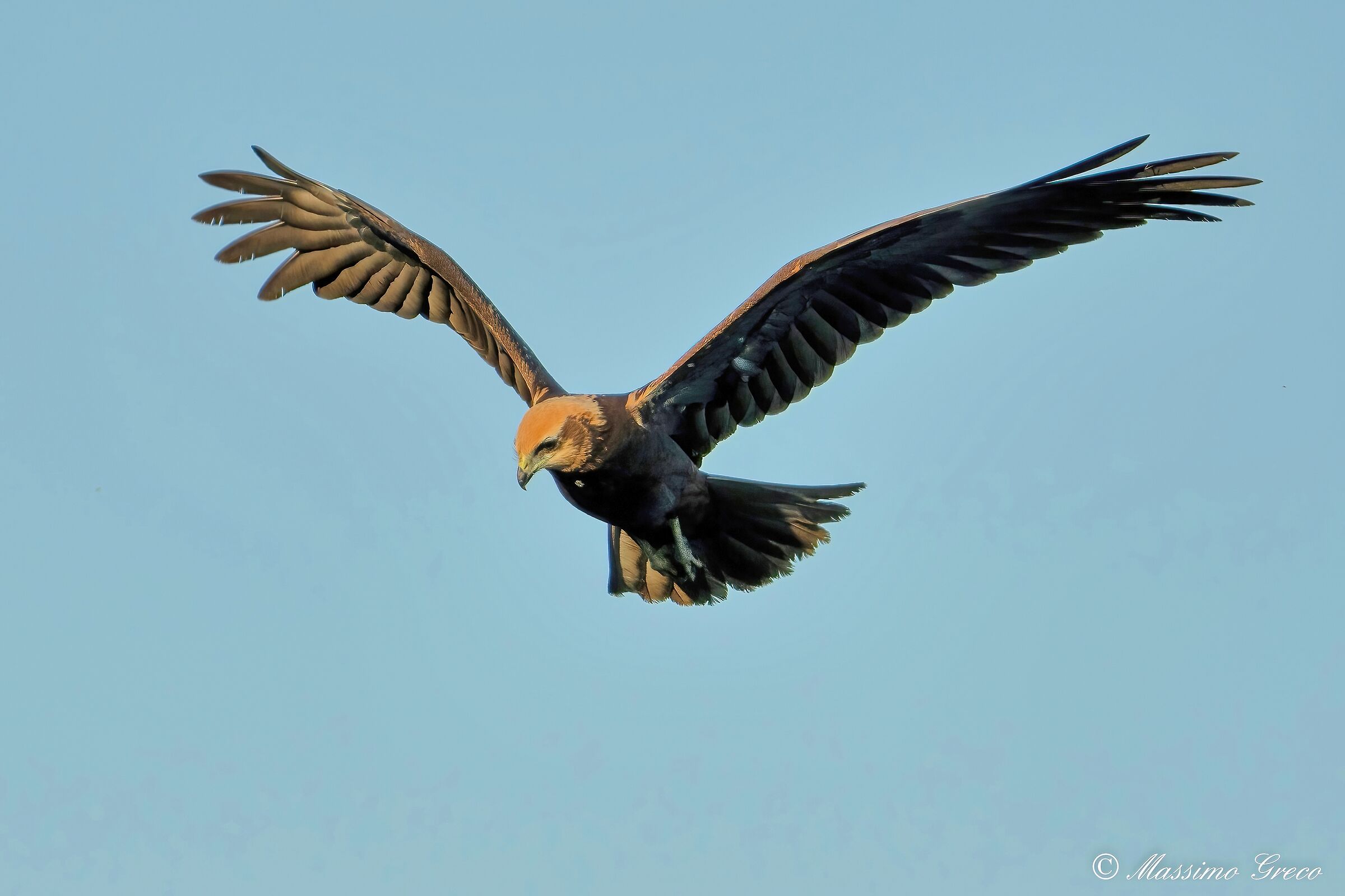 Marsh falcon (Circus aeruginosus)