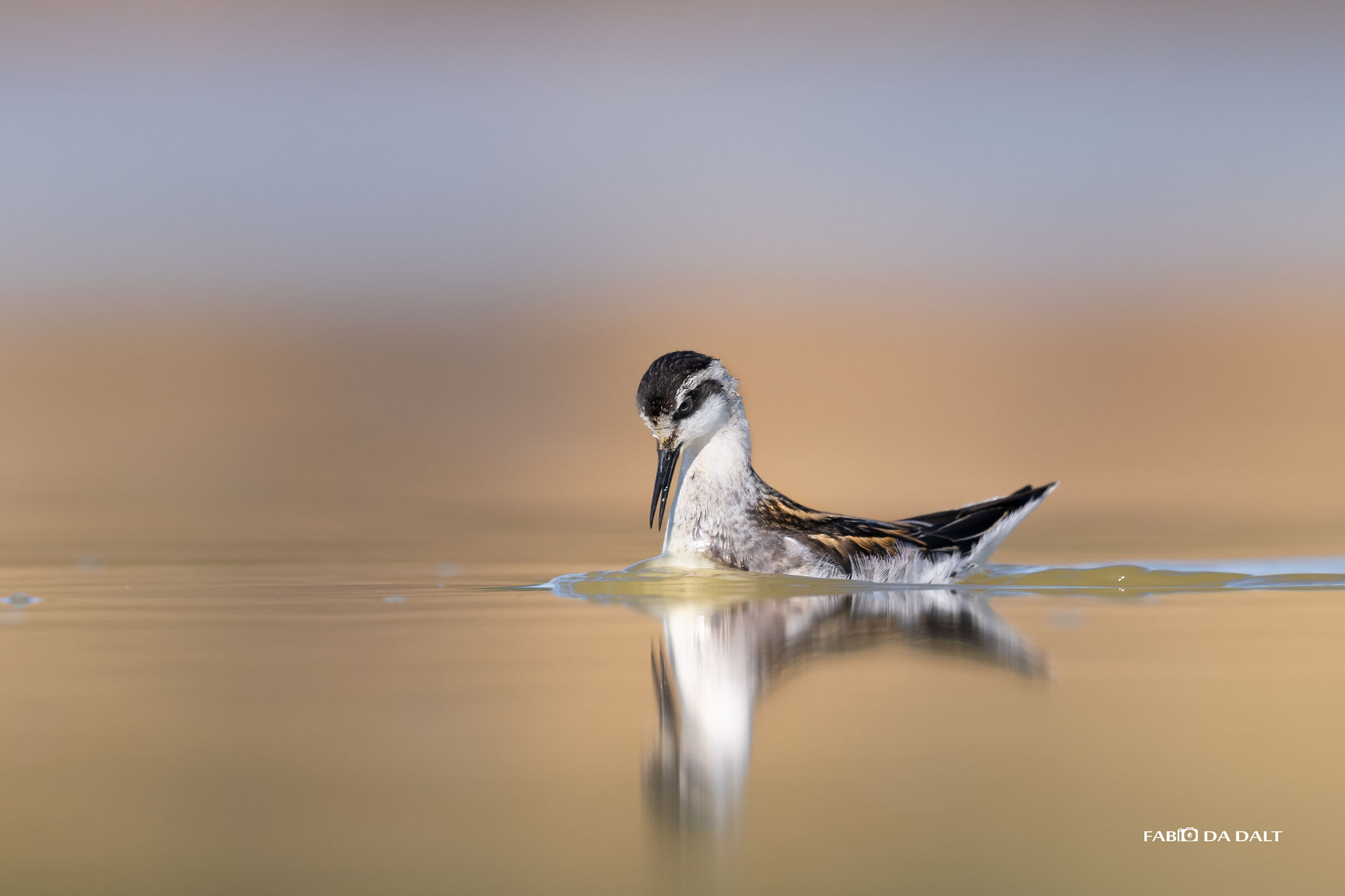 Falaropo Beaked thin