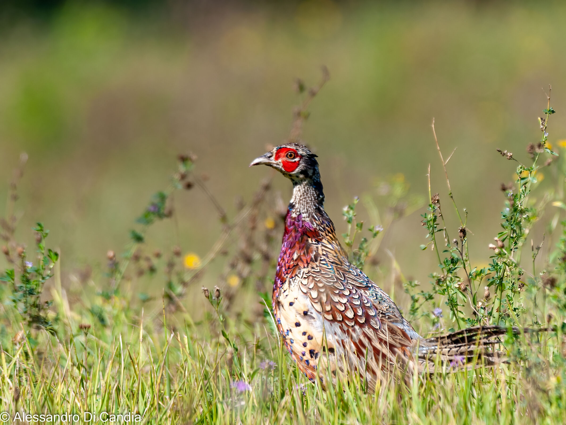 Un Fagiano un pò...vissuto