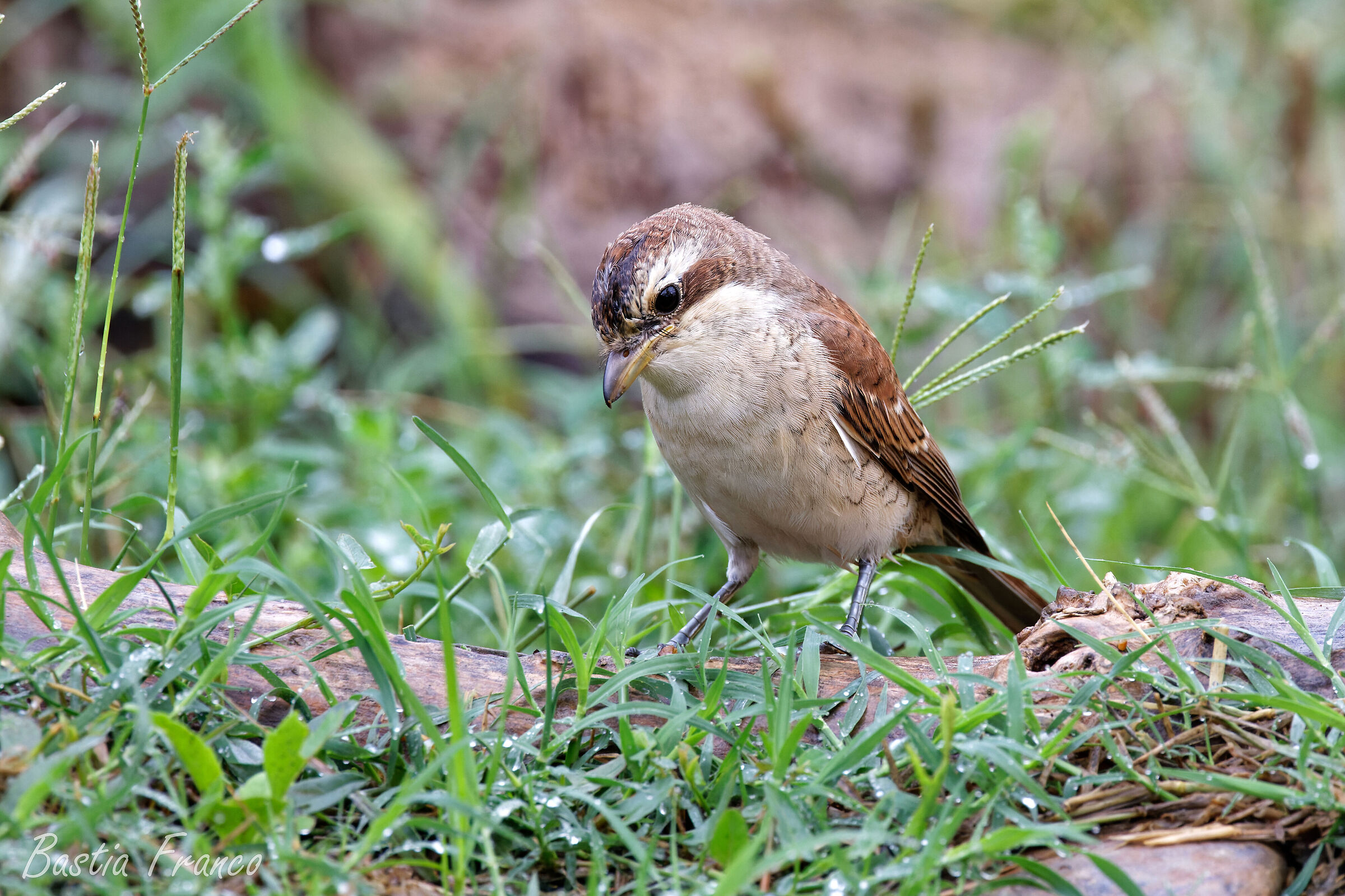 Averla piccola femmina