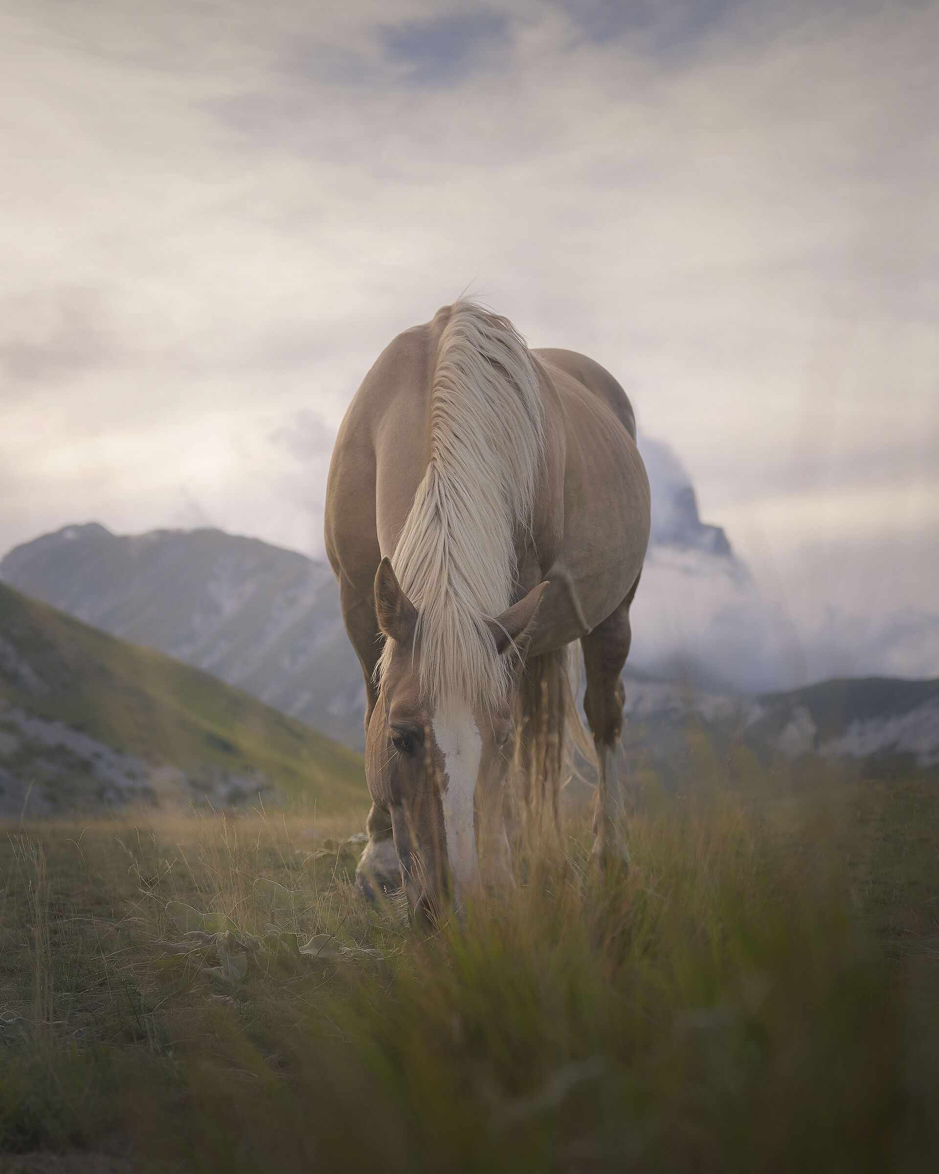 Wild horse