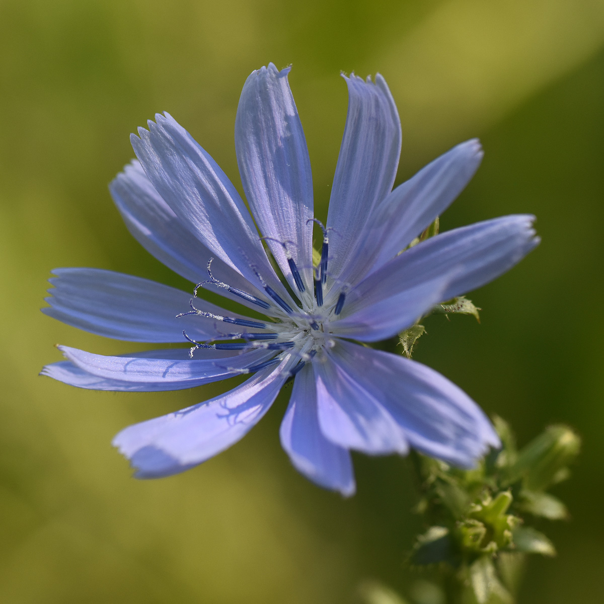 Bach flower