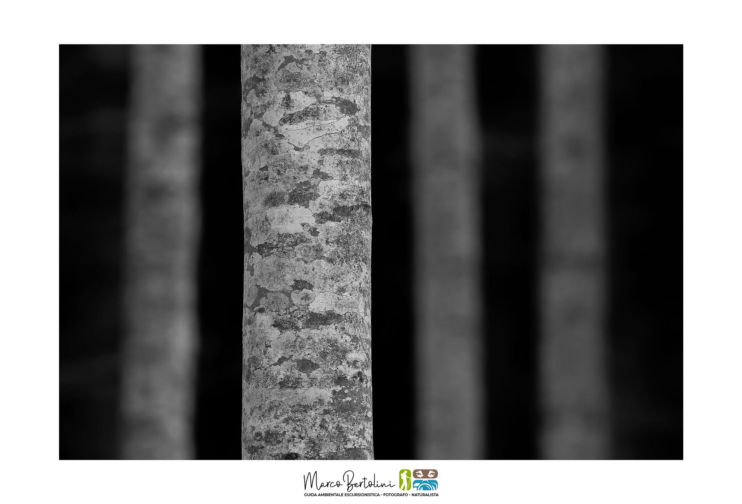 Geometrie fra i faggi