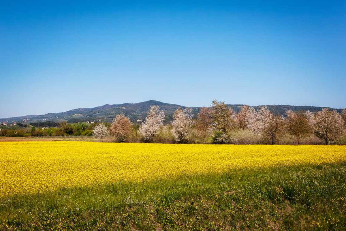 Empoli campagna 2022