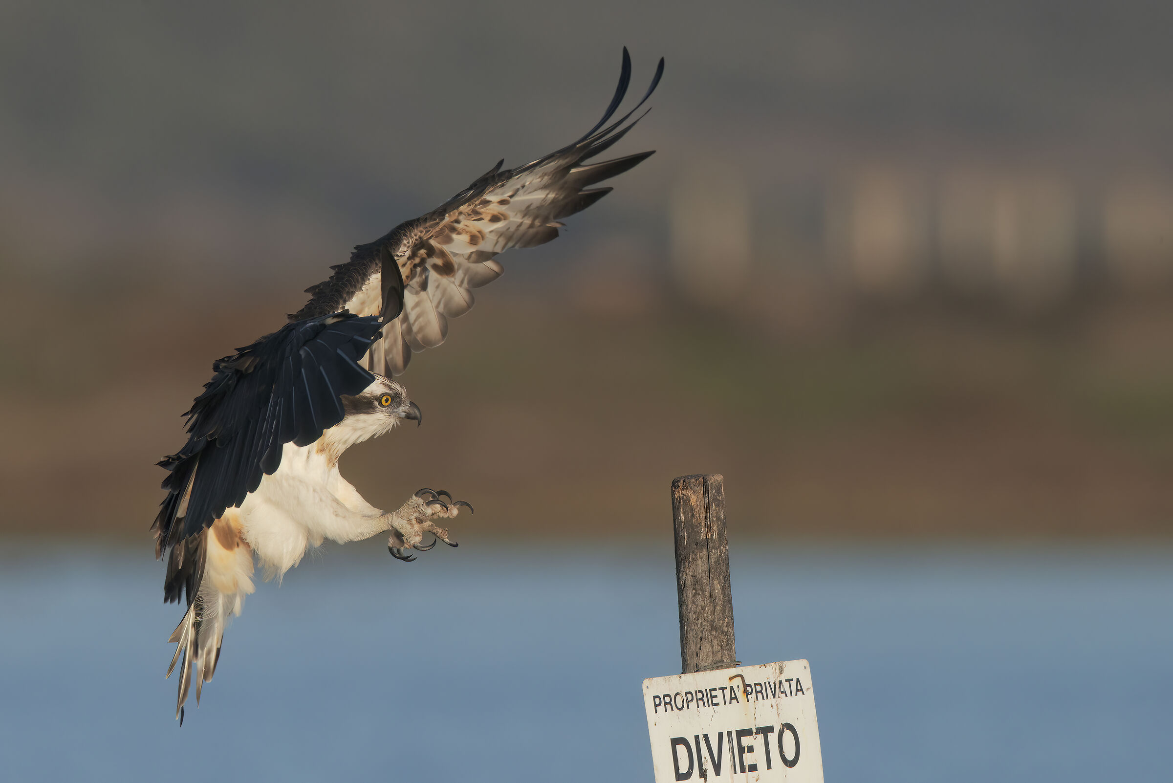 fisherman landing