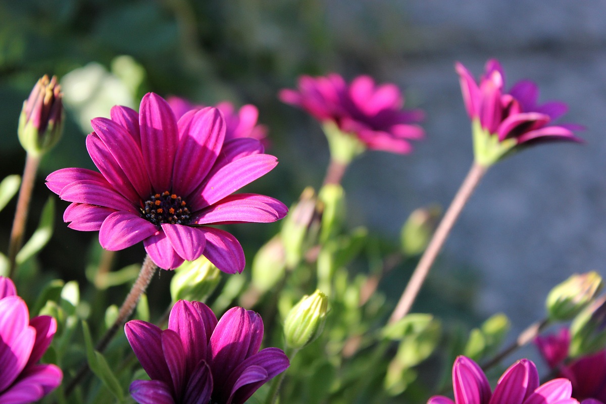 Spring island of Capraia 1