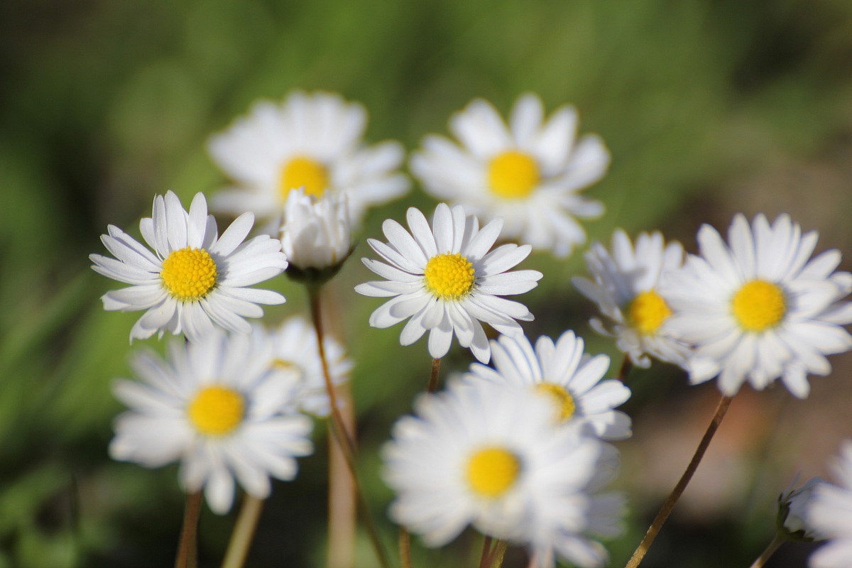 Spring Capraia Island 2