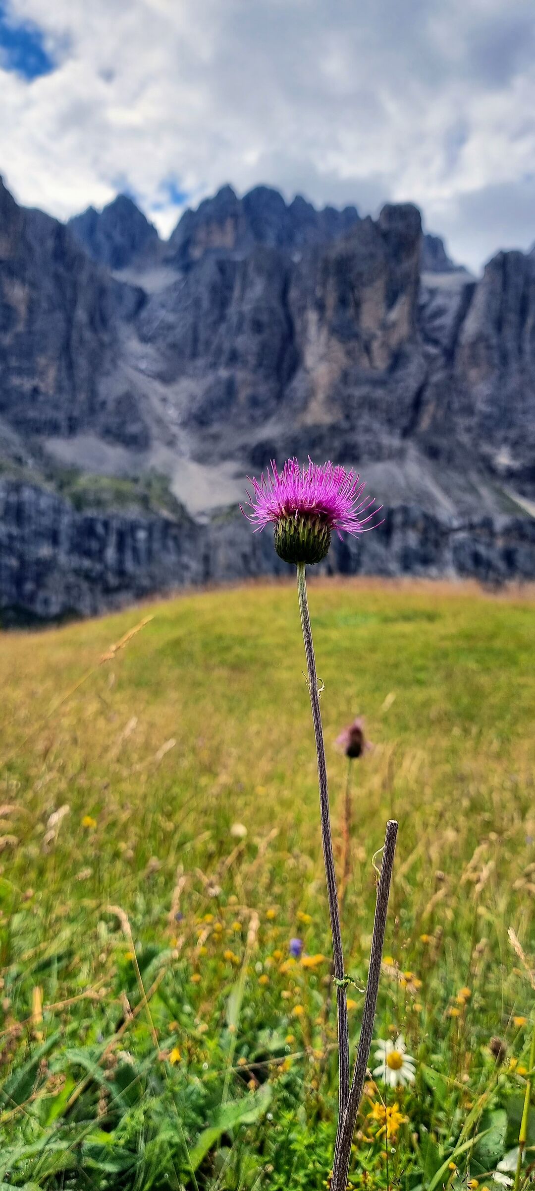 Fiore tra i monti