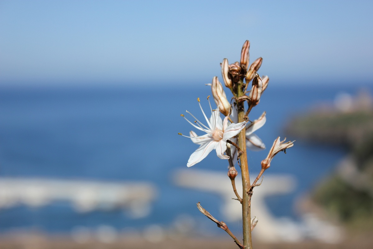 Spring Capraia Island 4