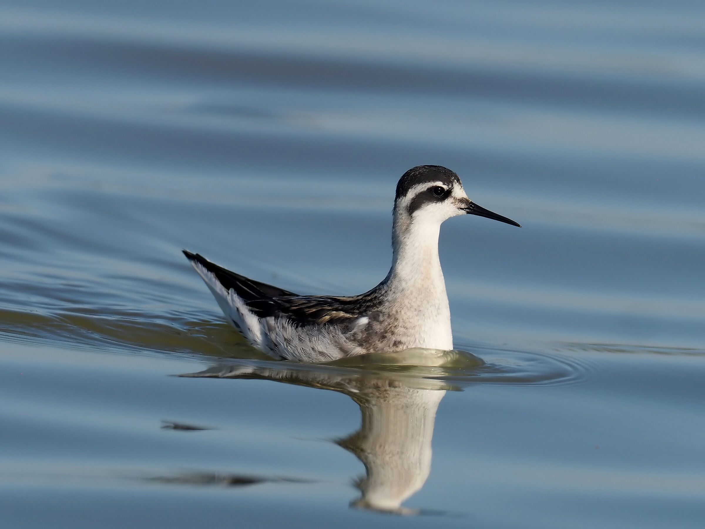 Falaropo beccosottile