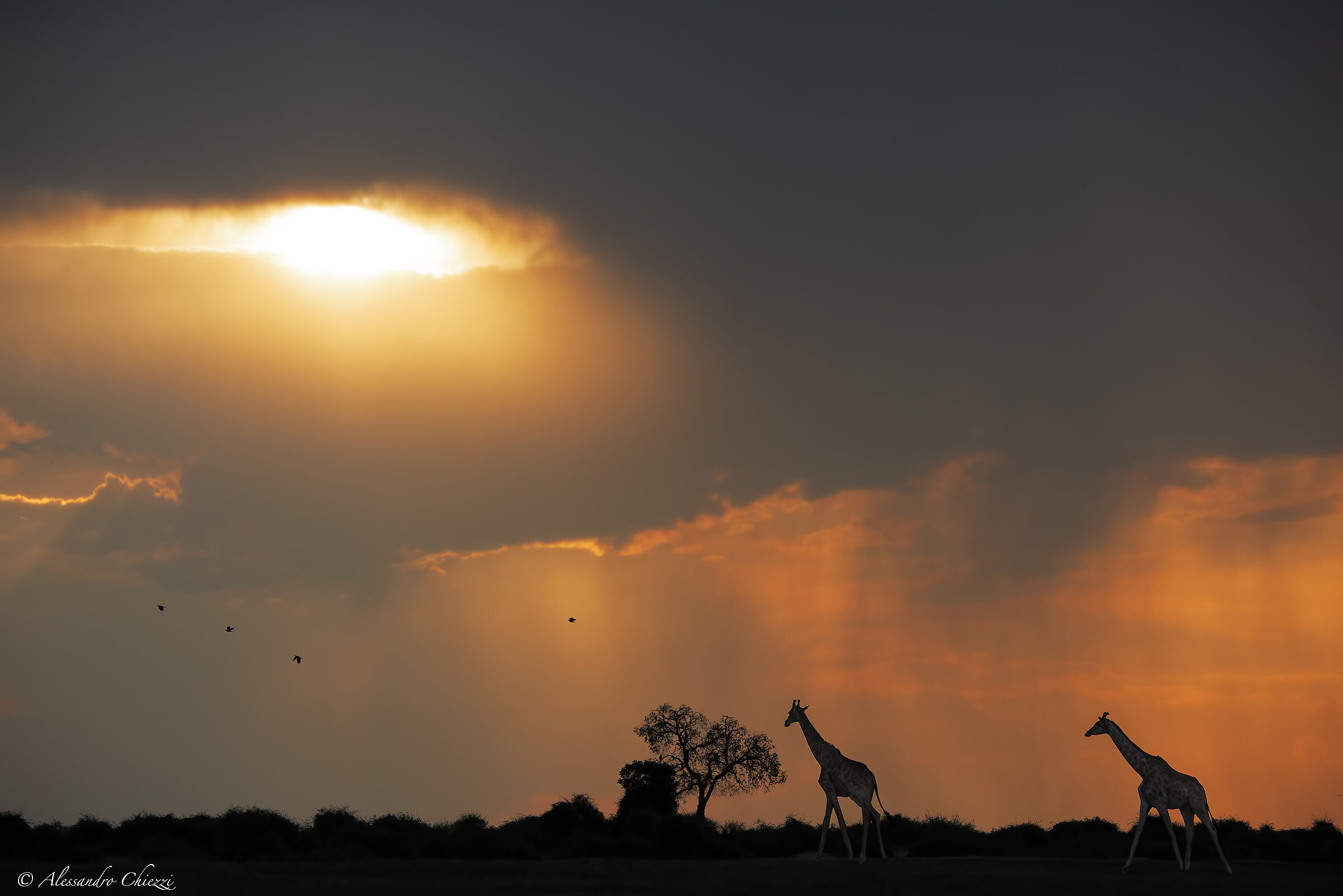 Giraffes and the thunderstorm