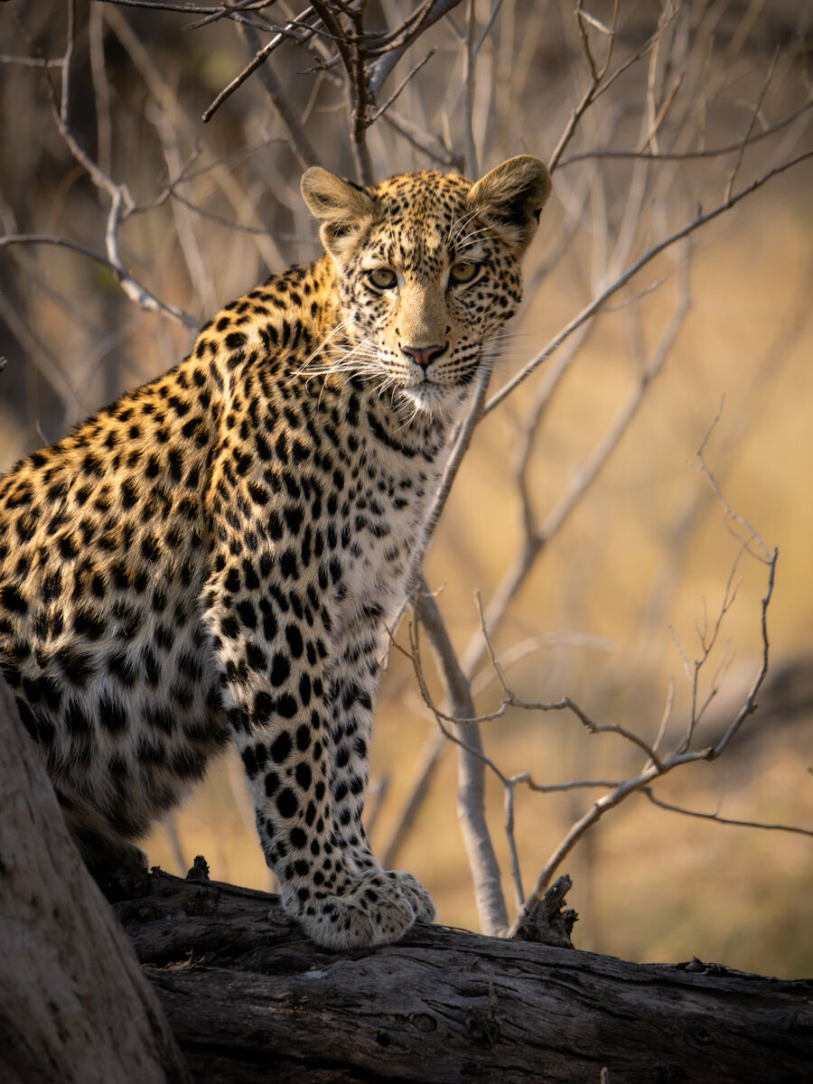 Leopard