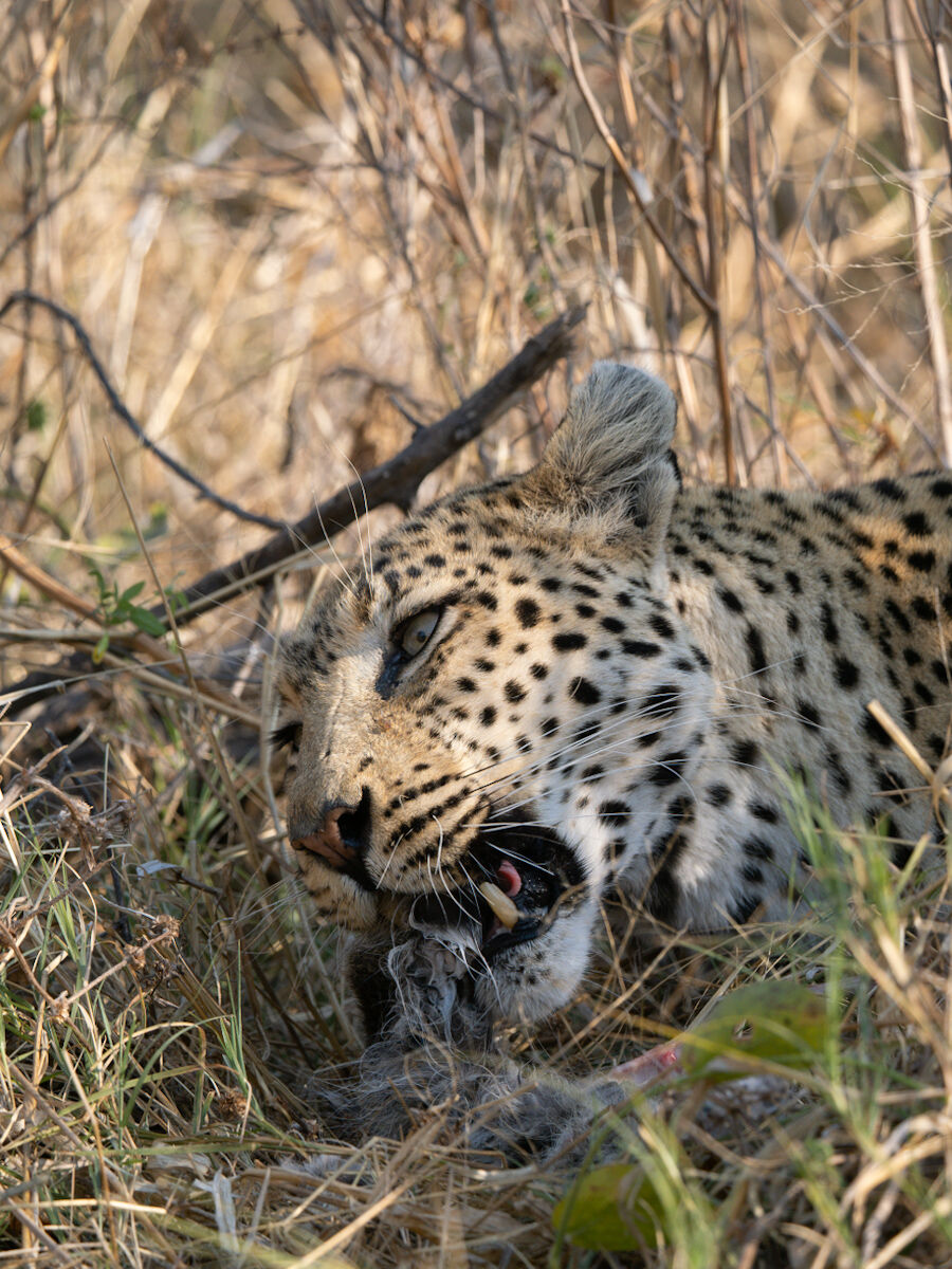 Leopardo 2
