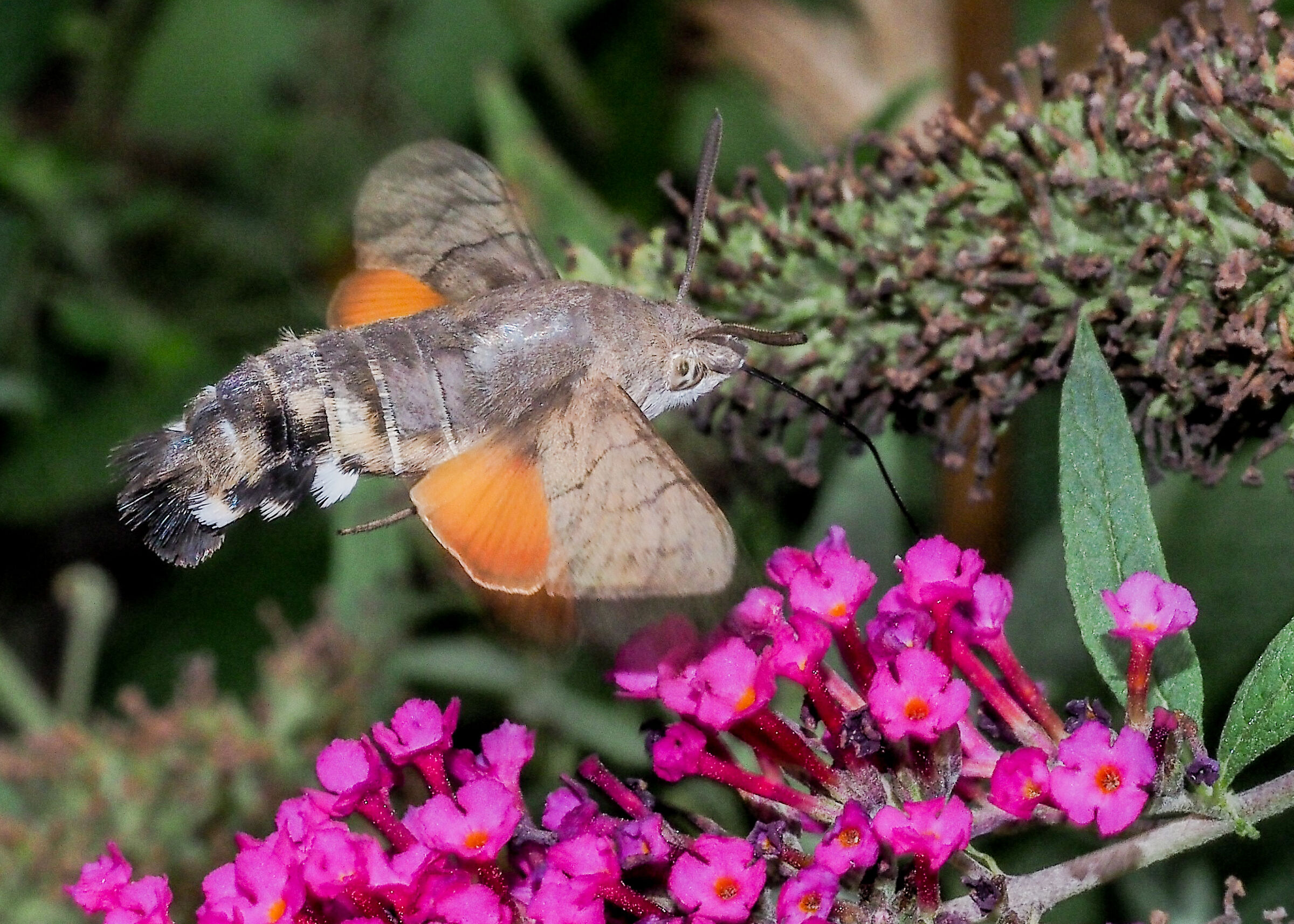 Mcroglossum stellatarum (galium sphinx)