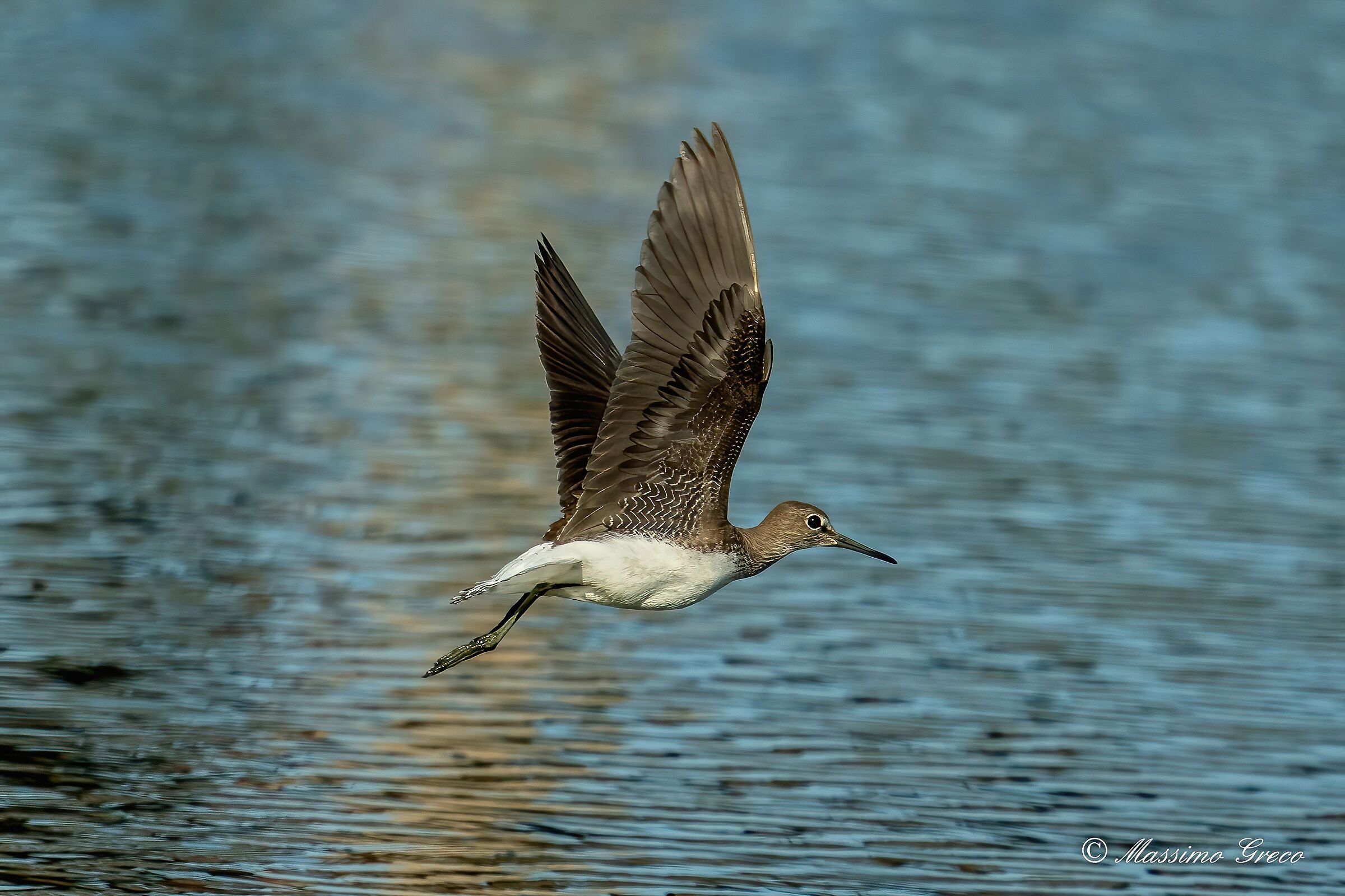 Pyro-pyro culbianco (Tringa ochropus)