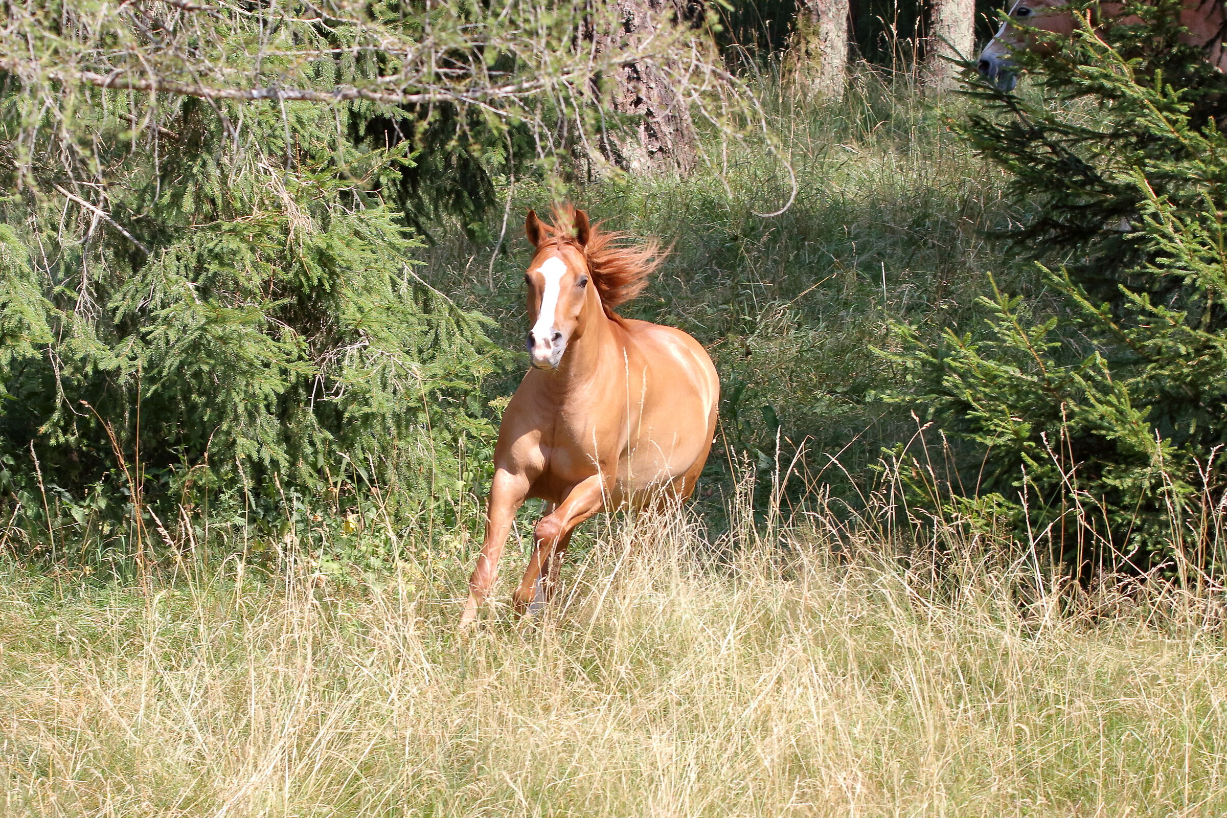 Cavallo Quarab