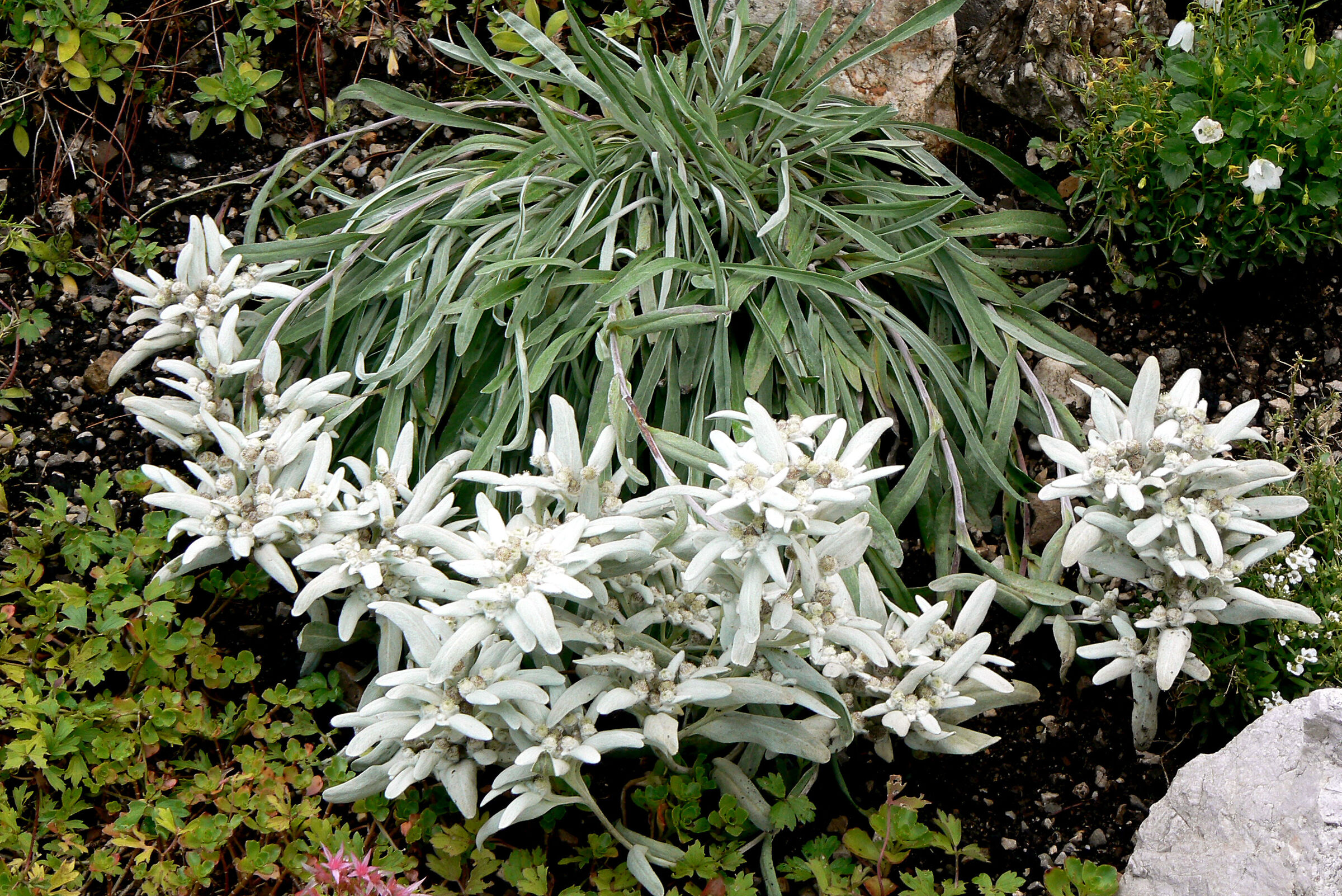 edelweiss