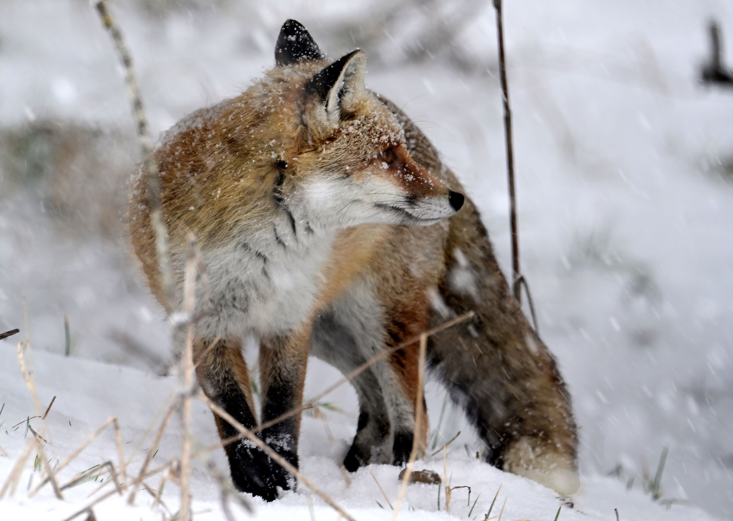 FOX