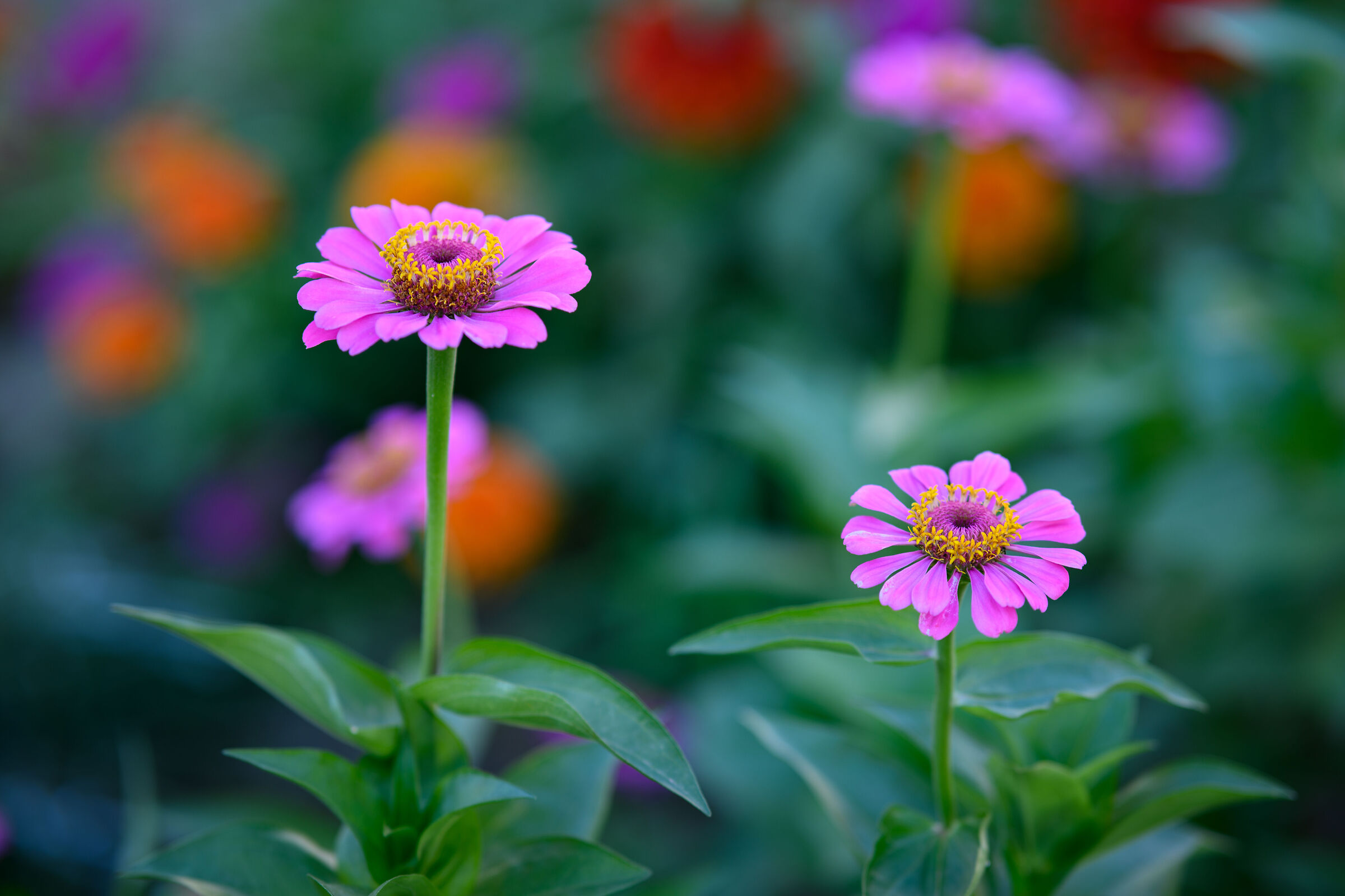 A Colori