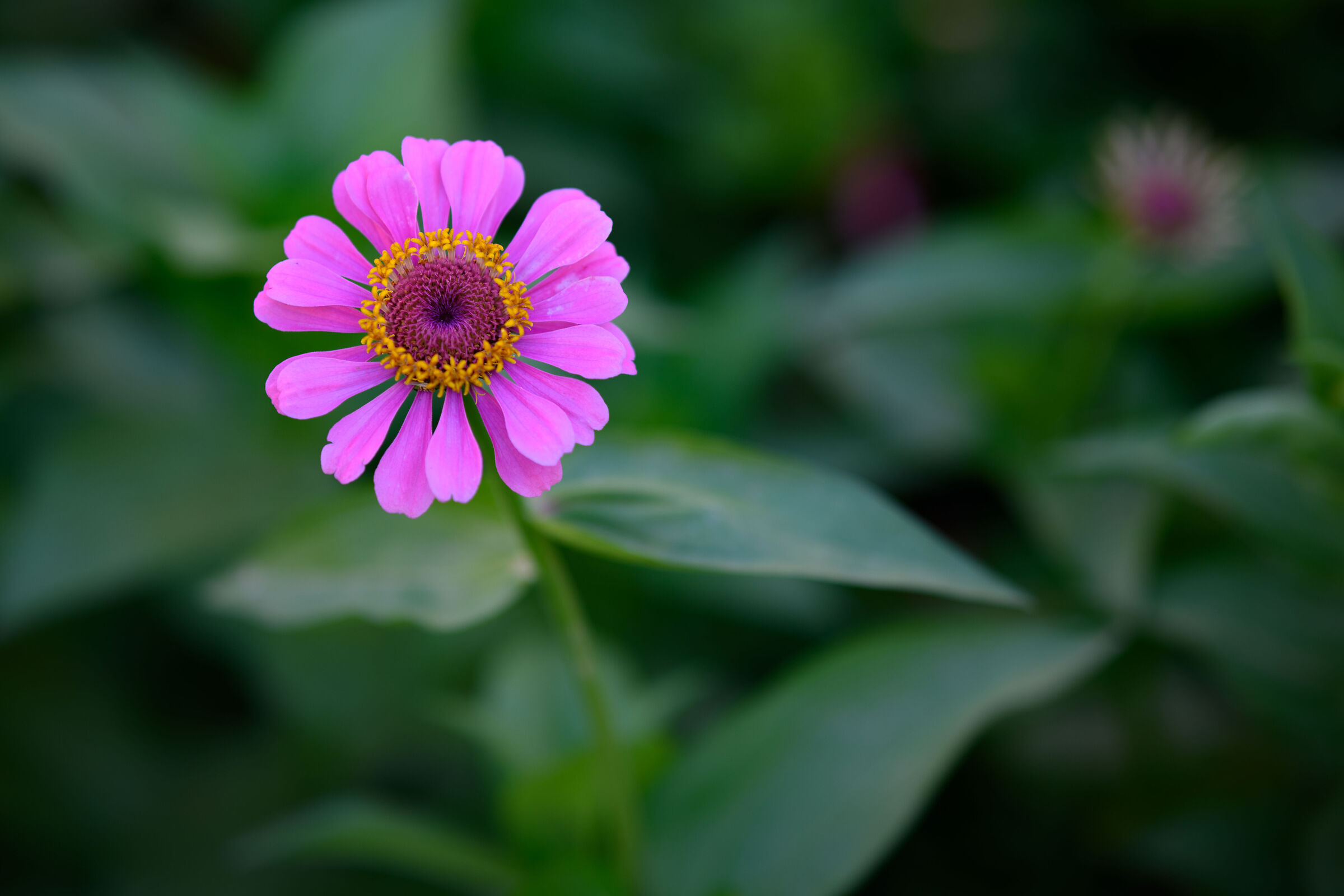 A Colori